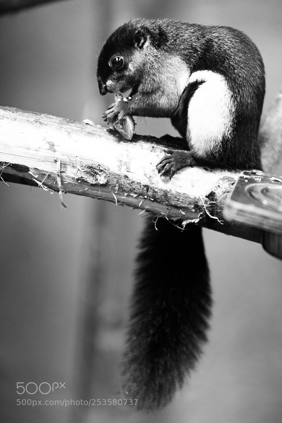 Nikon D610 sample photo. Old school squirrel photography