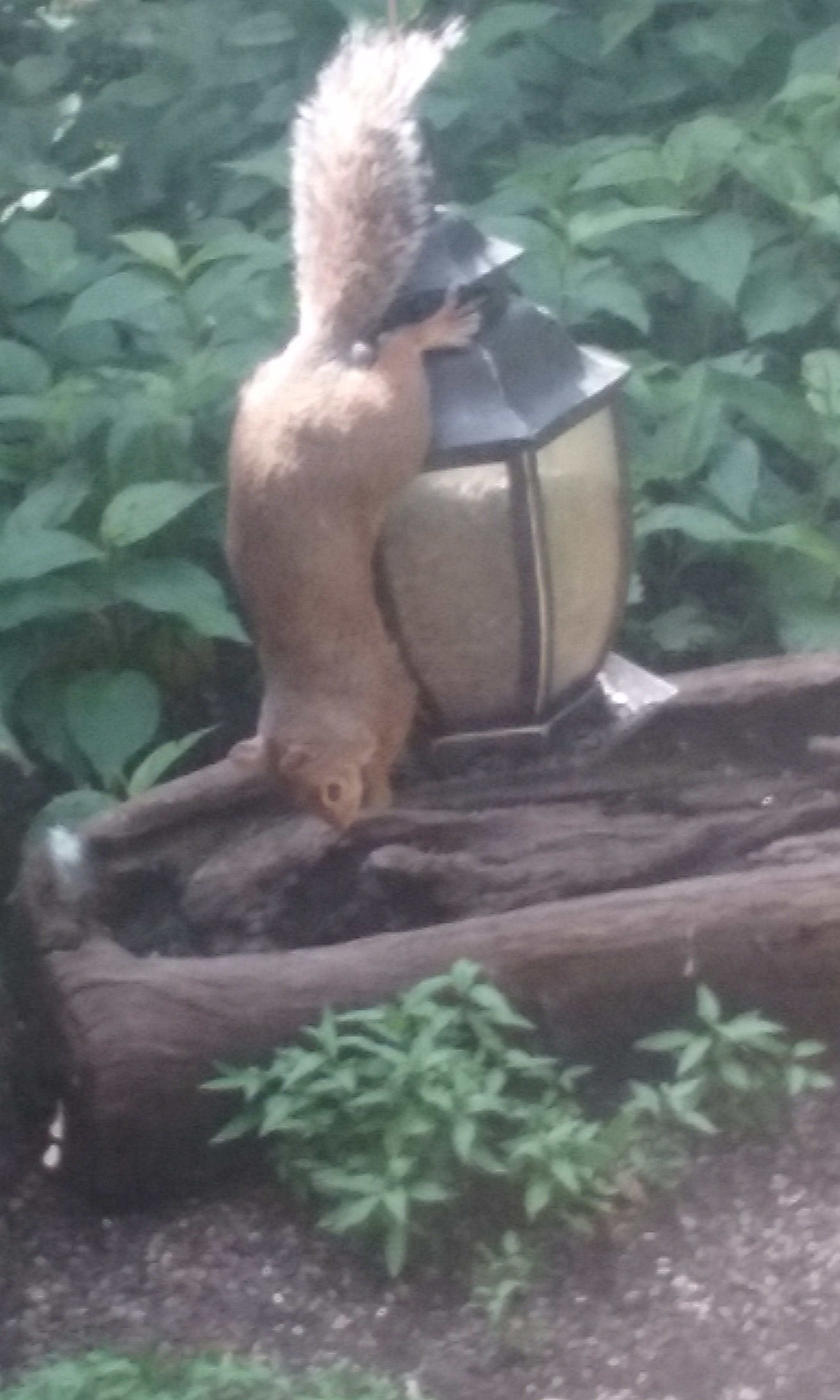 Samsung Galaxy Core Prime sample photo. Squiral attack for food. photography
