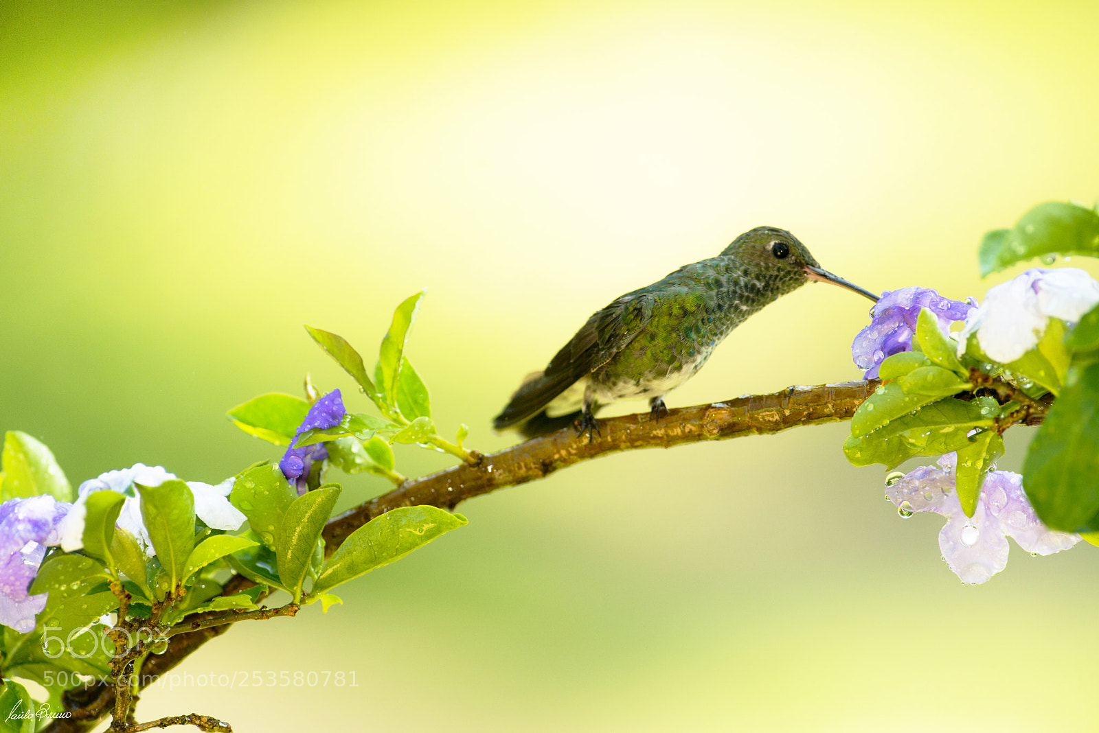 Nikon D800E sample photo. Amazilia and manacá flowers photography