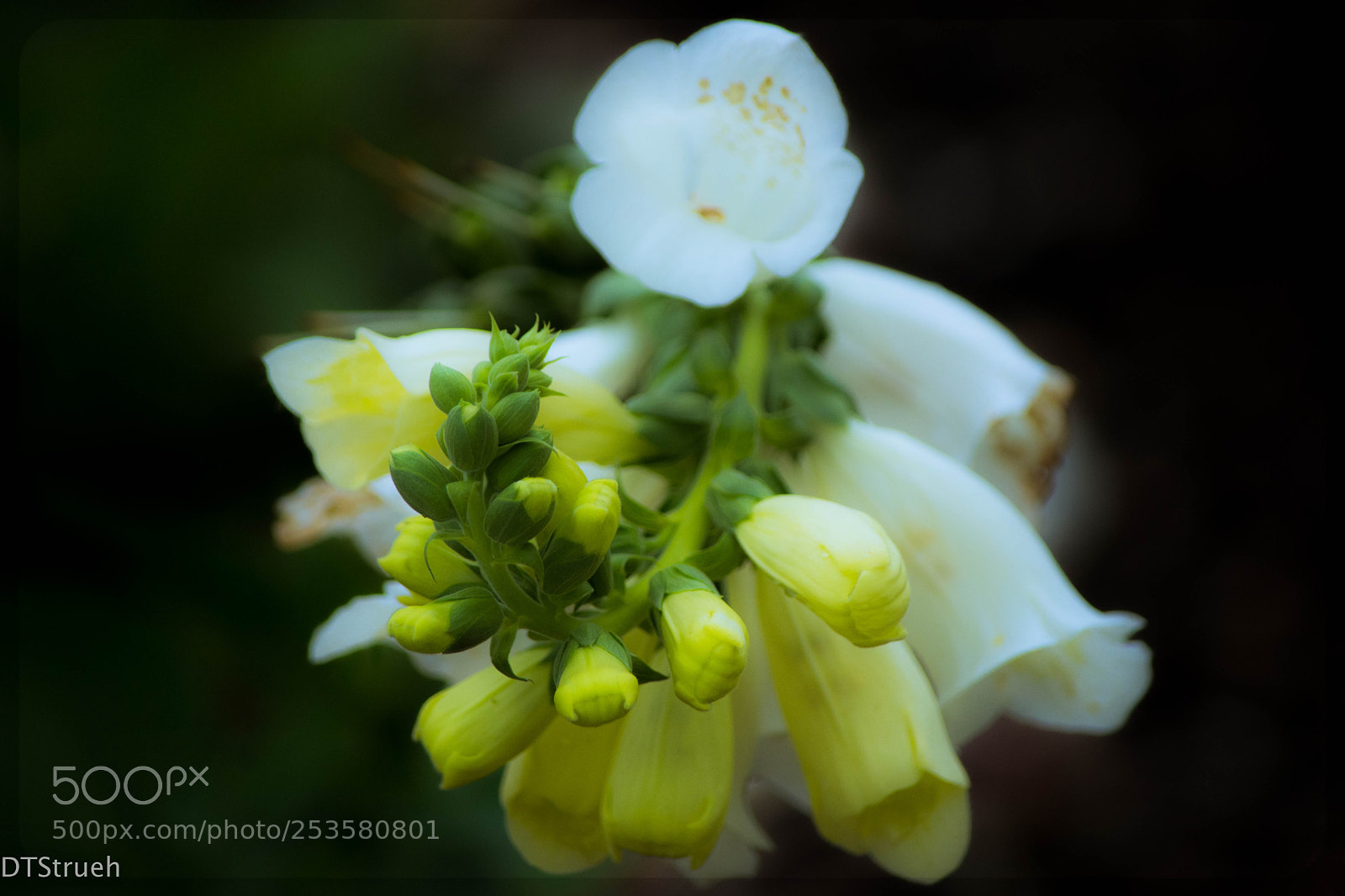 Nikon D7200 sample photo. Buds and bells photography