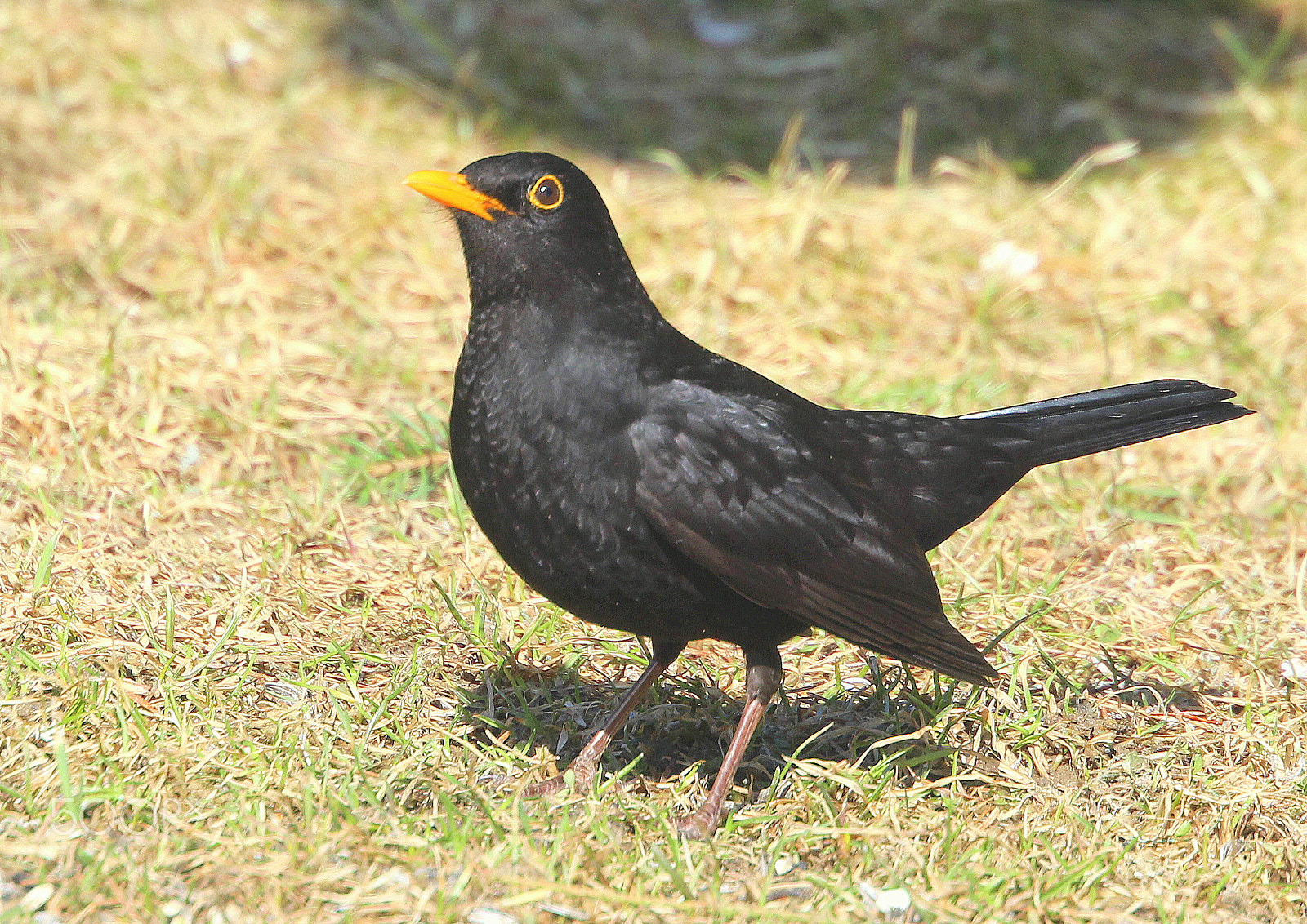 Canon EOS 700D (EOS Rebel T5i / EOS Kiss X7i) + Canon EF 70-300mm F4.5-5.6 DO IS USM sample photo. The gallant male blackbird, photography