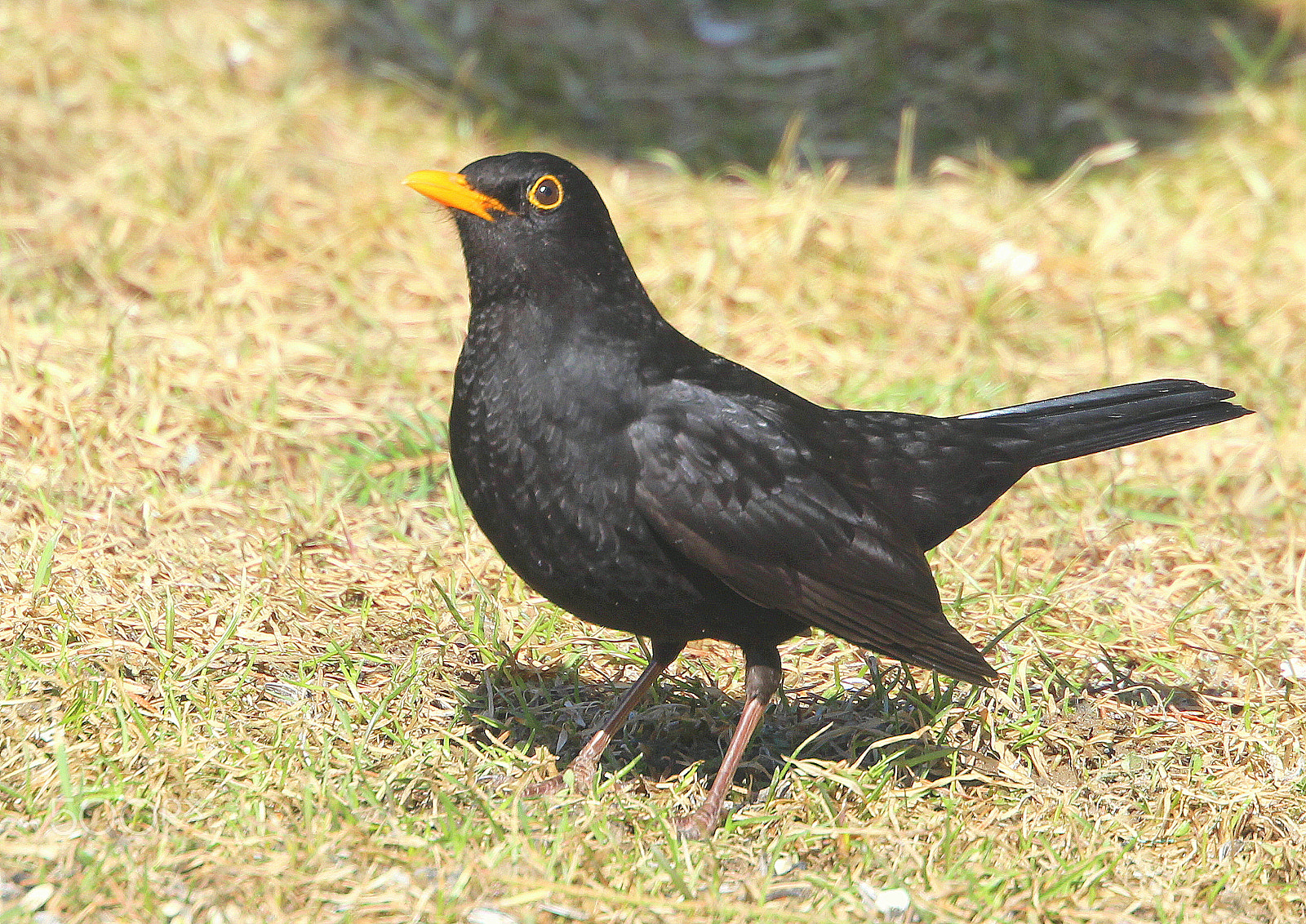 Canon EOS 700D (EOS Rebel T5i / EOS Kiss X7i) sample photo. The gallant male blackbird, photography