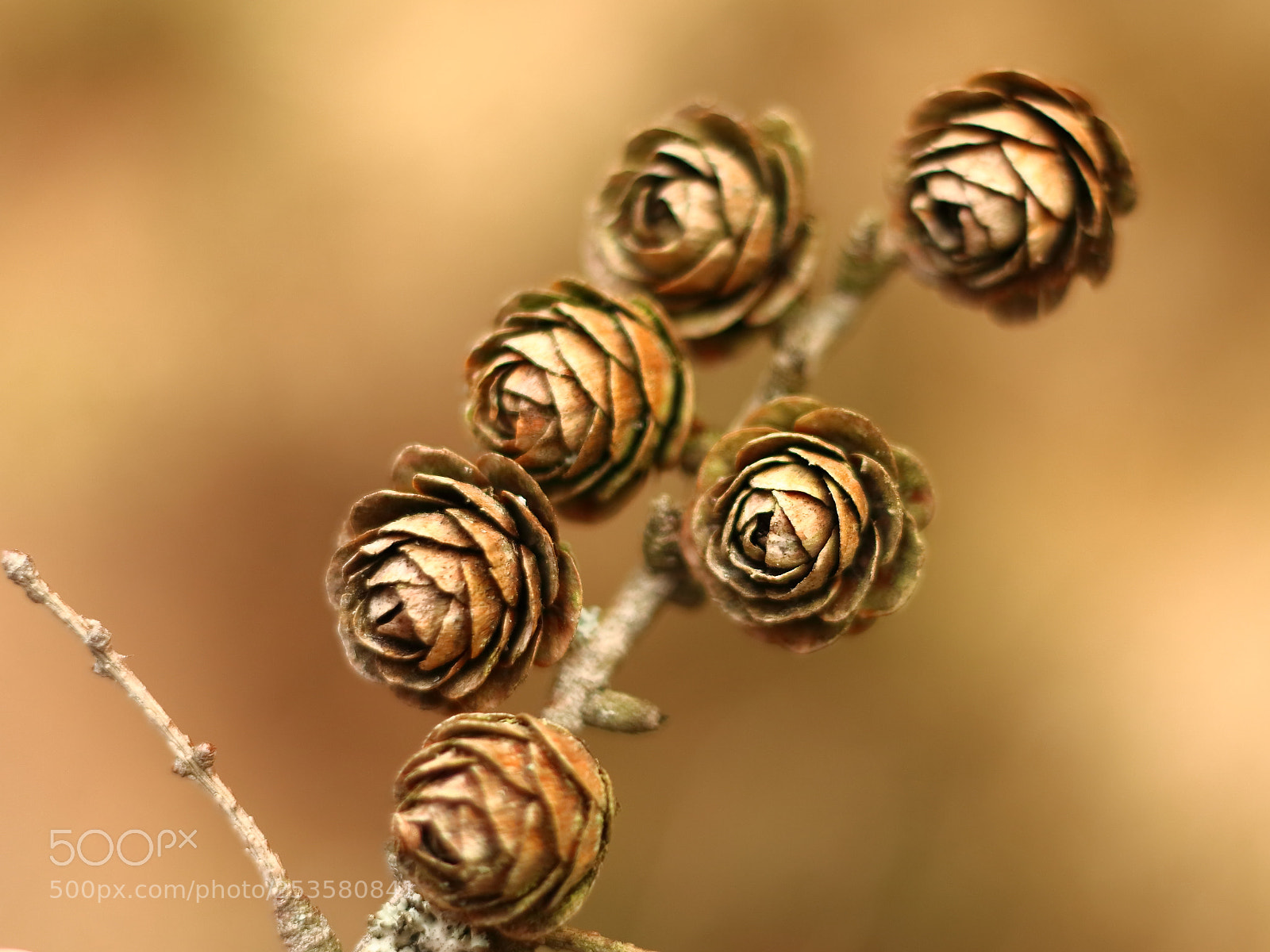 Canon EOS 70D + Canon EF 50mm F1.8 II sample photo. Untitled photography