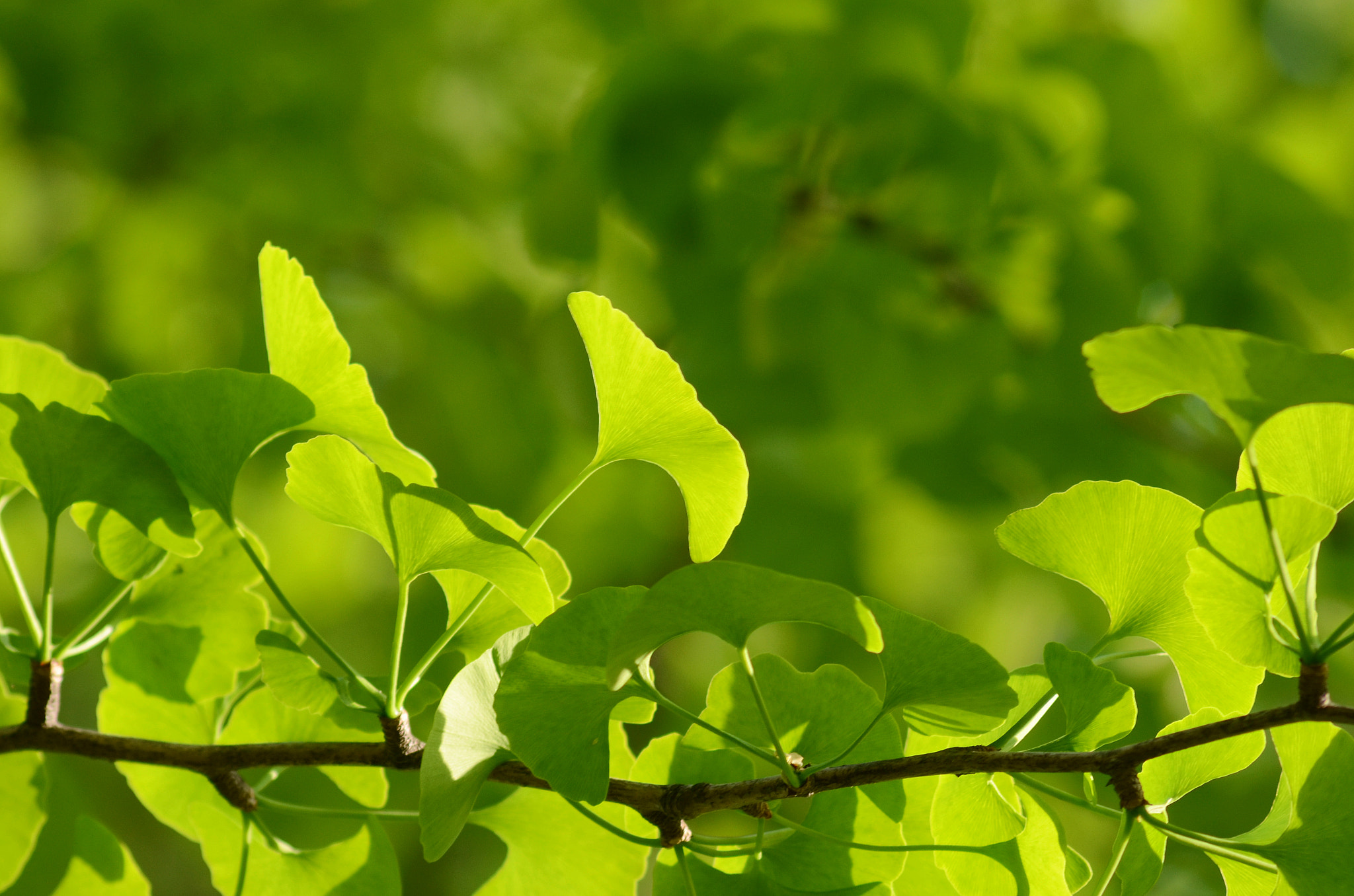 Sigma 70-300mm F4-5.6 APO DG Macro sample photo. Green leaves photography