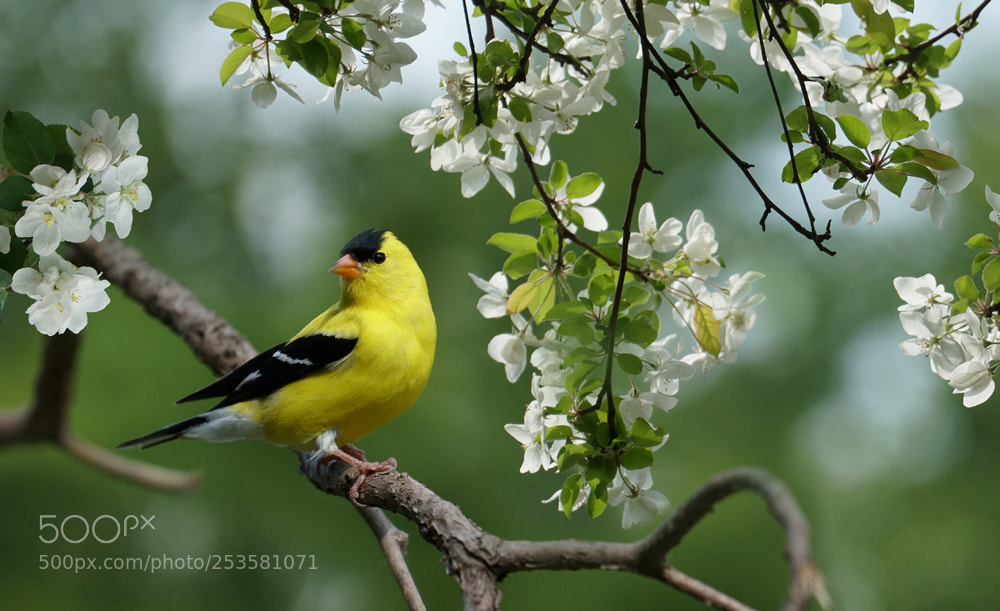 Sony a6300 sample photo. American goldfinch photography