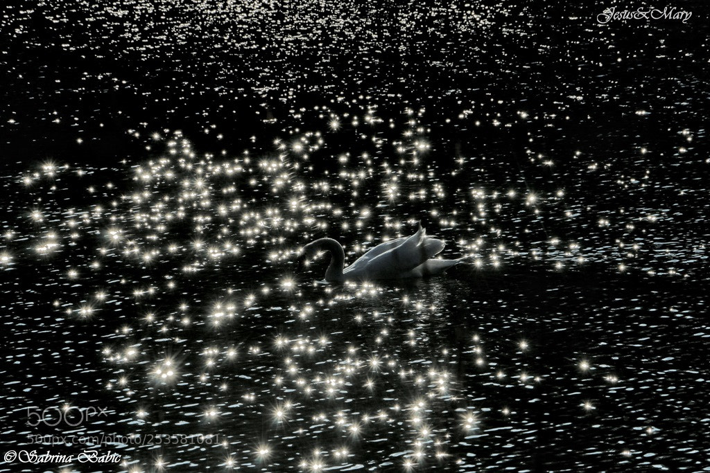 Canon EOS 70D sample photo. Swan saturday 6 april, 17:37 photography