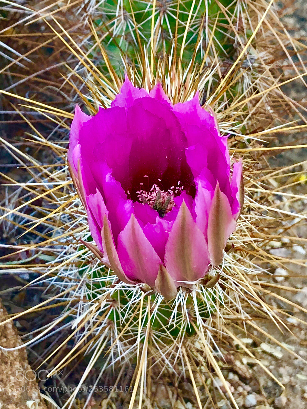 Apple iPhone 8 Plus sample photo. Oxymoronic! photography