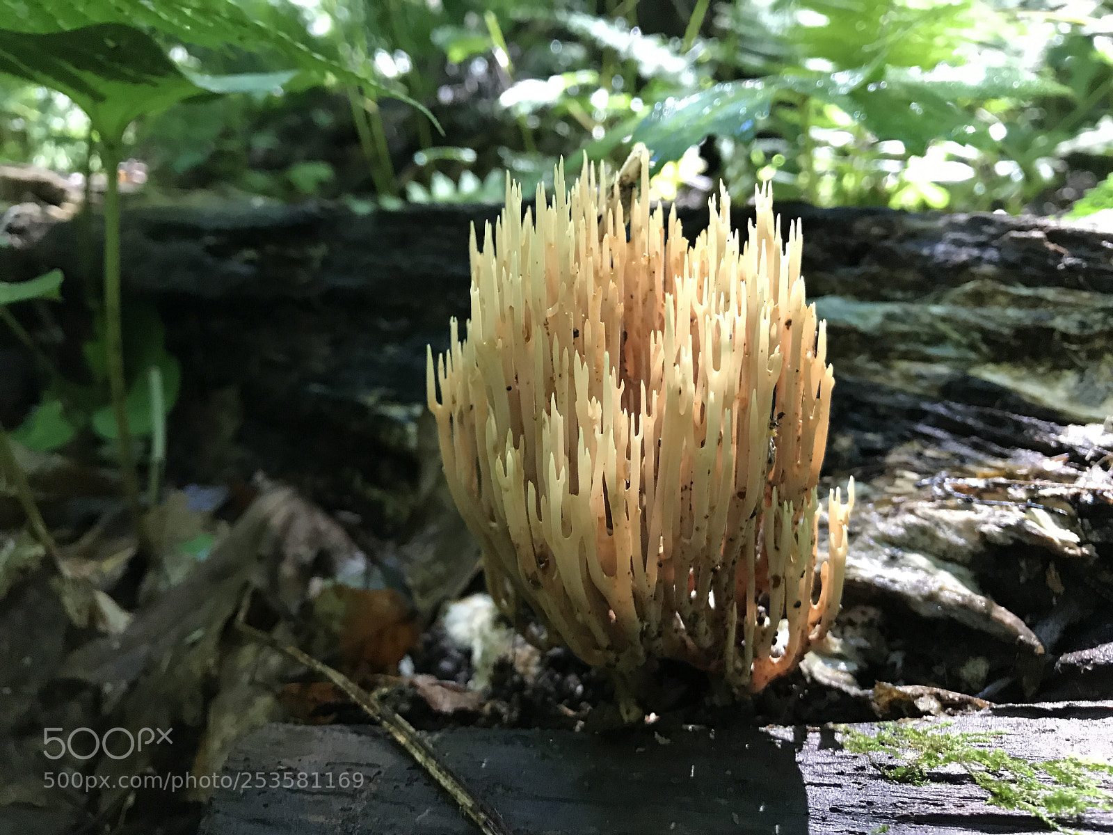 Apple iPhone 7 sample photo. Fungi tree photography