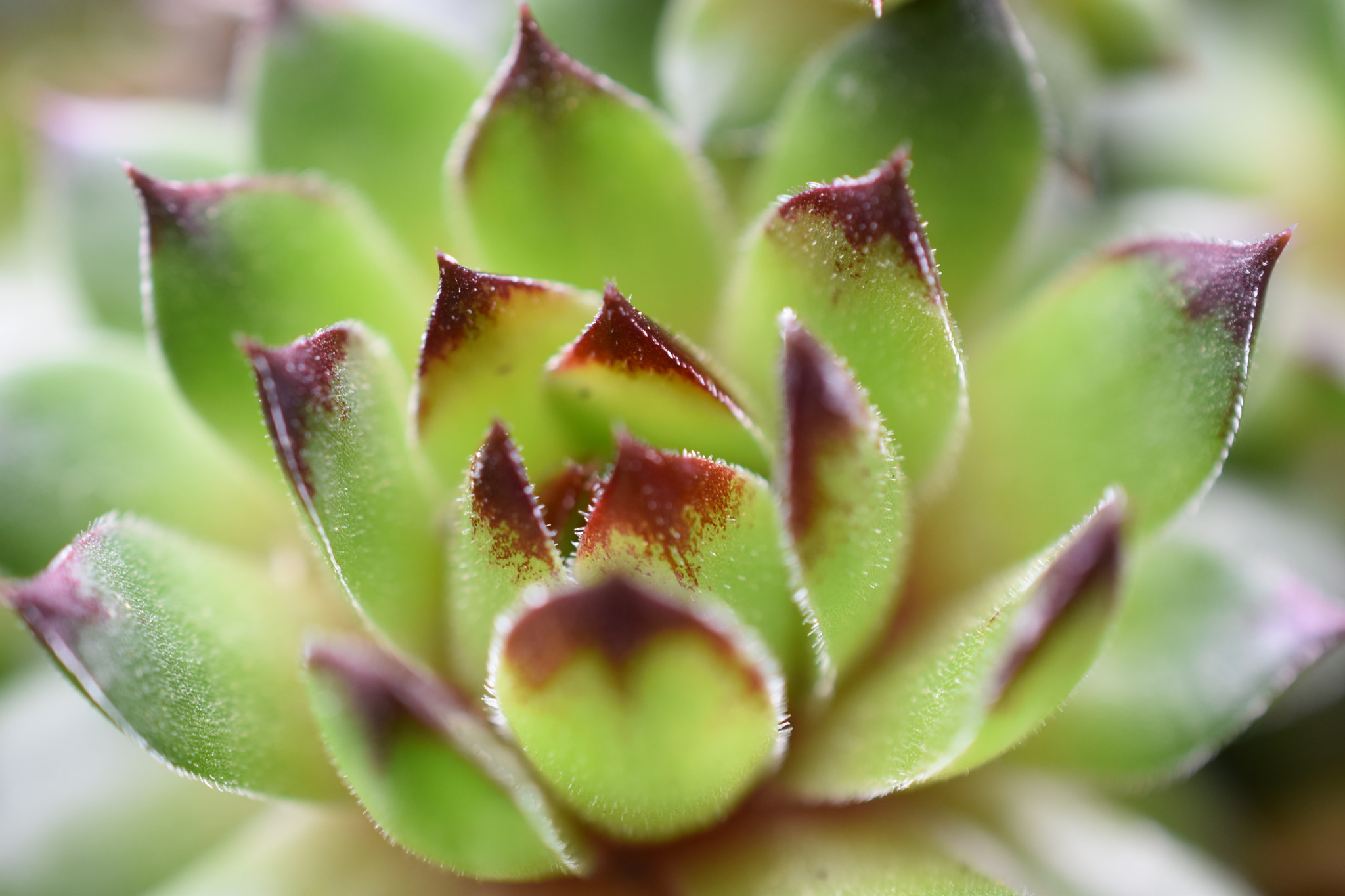 Nikon AF-S DX Micro Nikkor 40mm F2.8 sample photo. Sempervivum photography