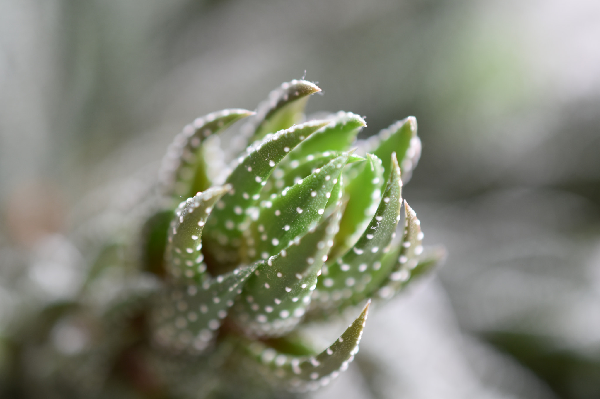 Nikon AF-S DX Micro Nikkor 40mm F2.8 sample photo. Haworthia photography