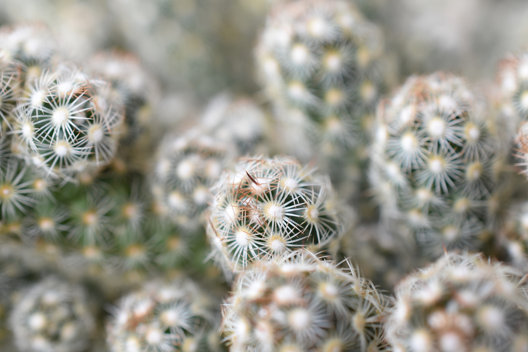 Nikon AF-S DX Micro Nikkor 40mm F2.8 sample photo. Mammilaria elongata photography