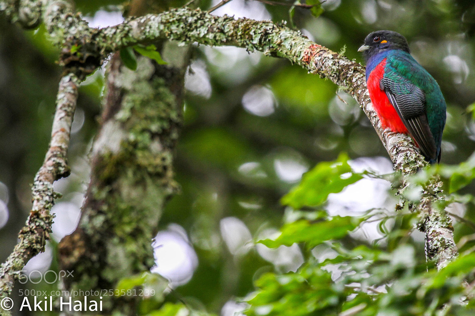 Canon EOS 7D sample photo. Trogons photography