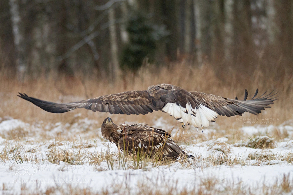 Canon EOS 7D sample photo. Low gliding photography