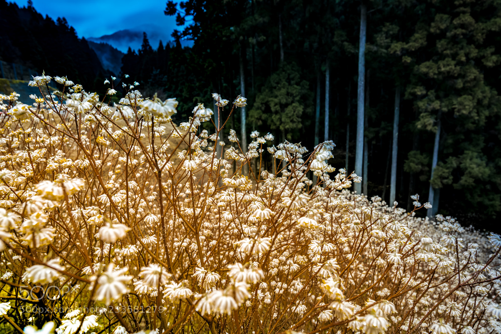 Nikon D800E sample photo. Shining paper bush photography