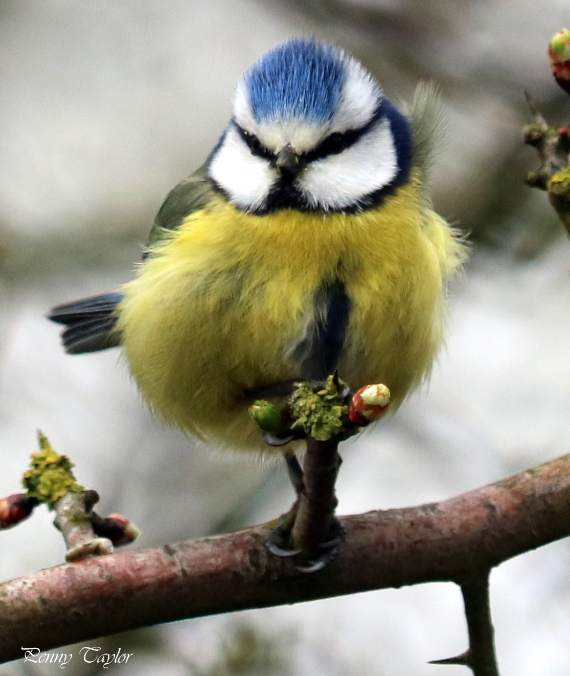 Canon EF 70-300 F4-5.6 IS II USM sample photo. Pretty bluetit photography