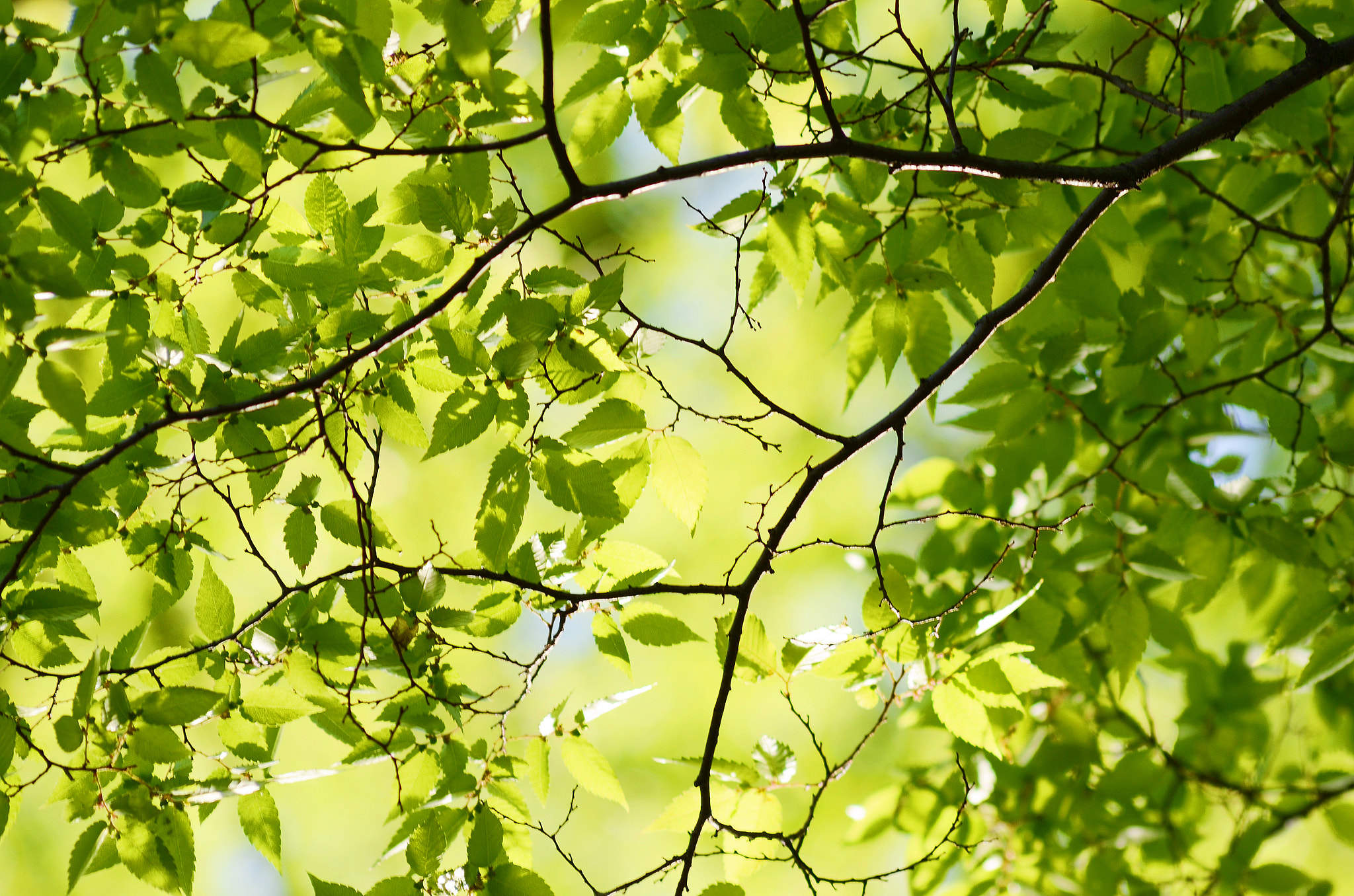 Nikon D7000 + Sigma 70-300mm F4-5.6 APO DG Macro sample photo. Green leaves branch photography