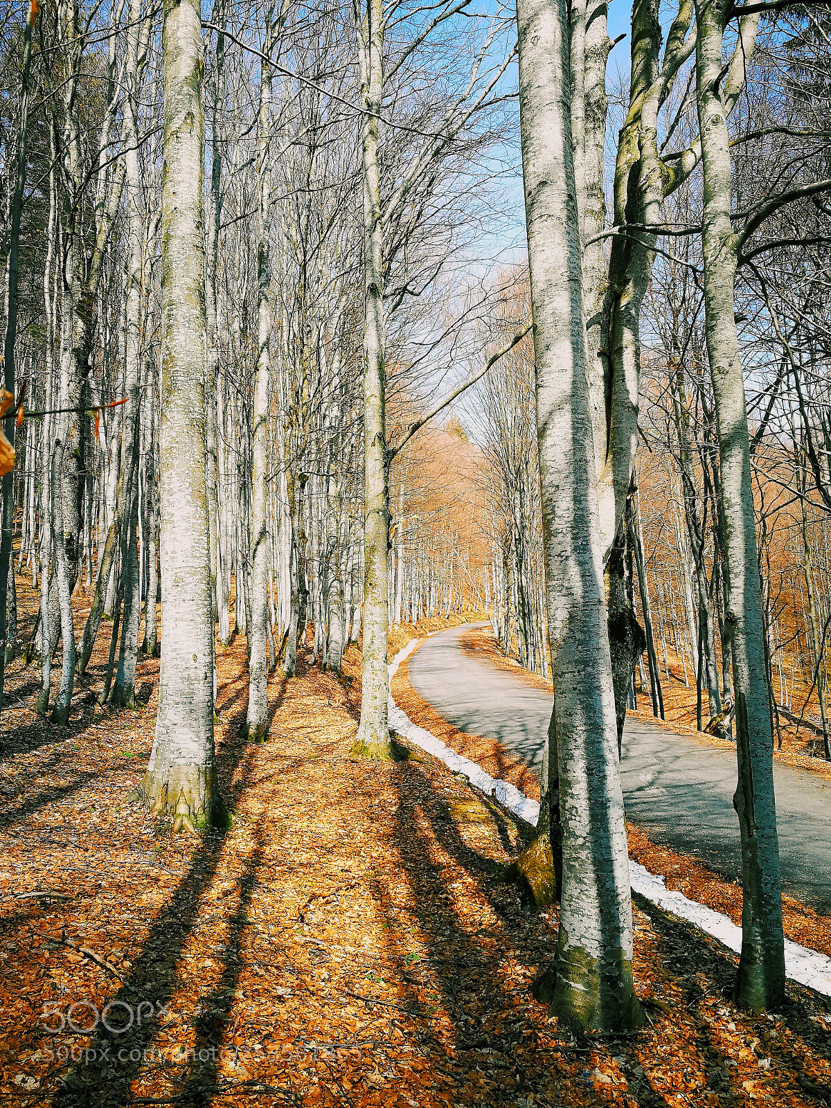 HUAWEI P10 sample photo. Forest shadows and light photography