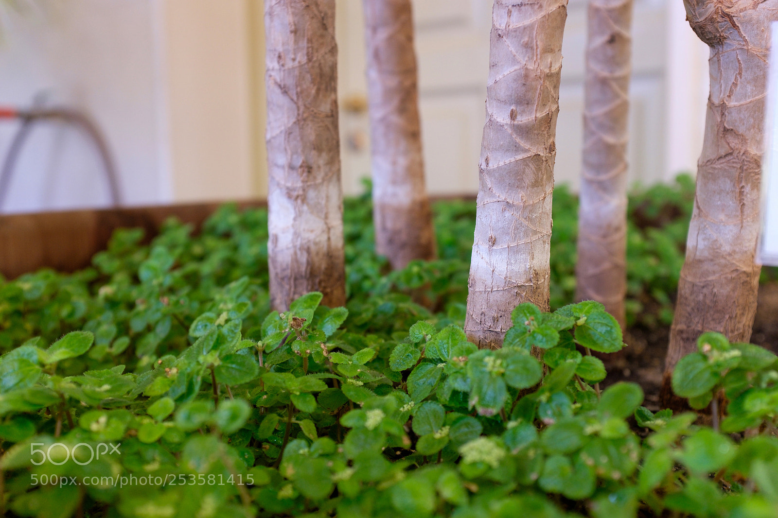 Fujifilm X100T sample photo. Phx_4871 photography