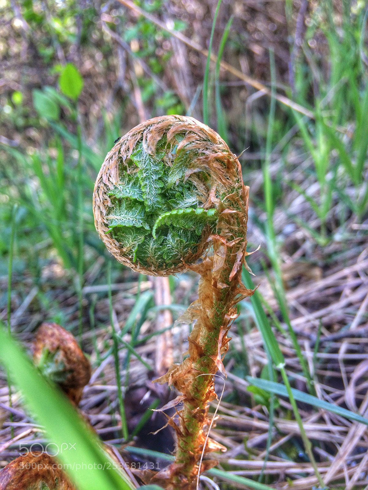 Apple iPhone 5s sample photo. Feriga photography