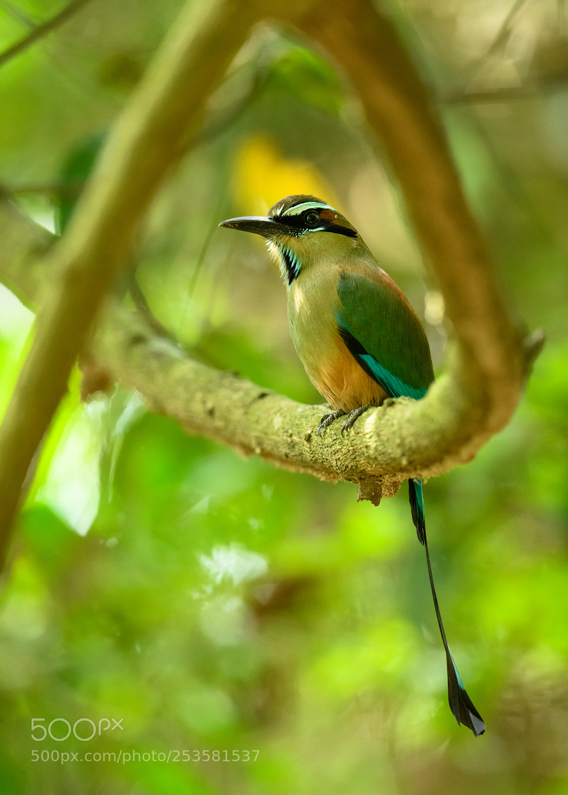 Nikon D850 sample photo. Turquoise browed motmot in photography