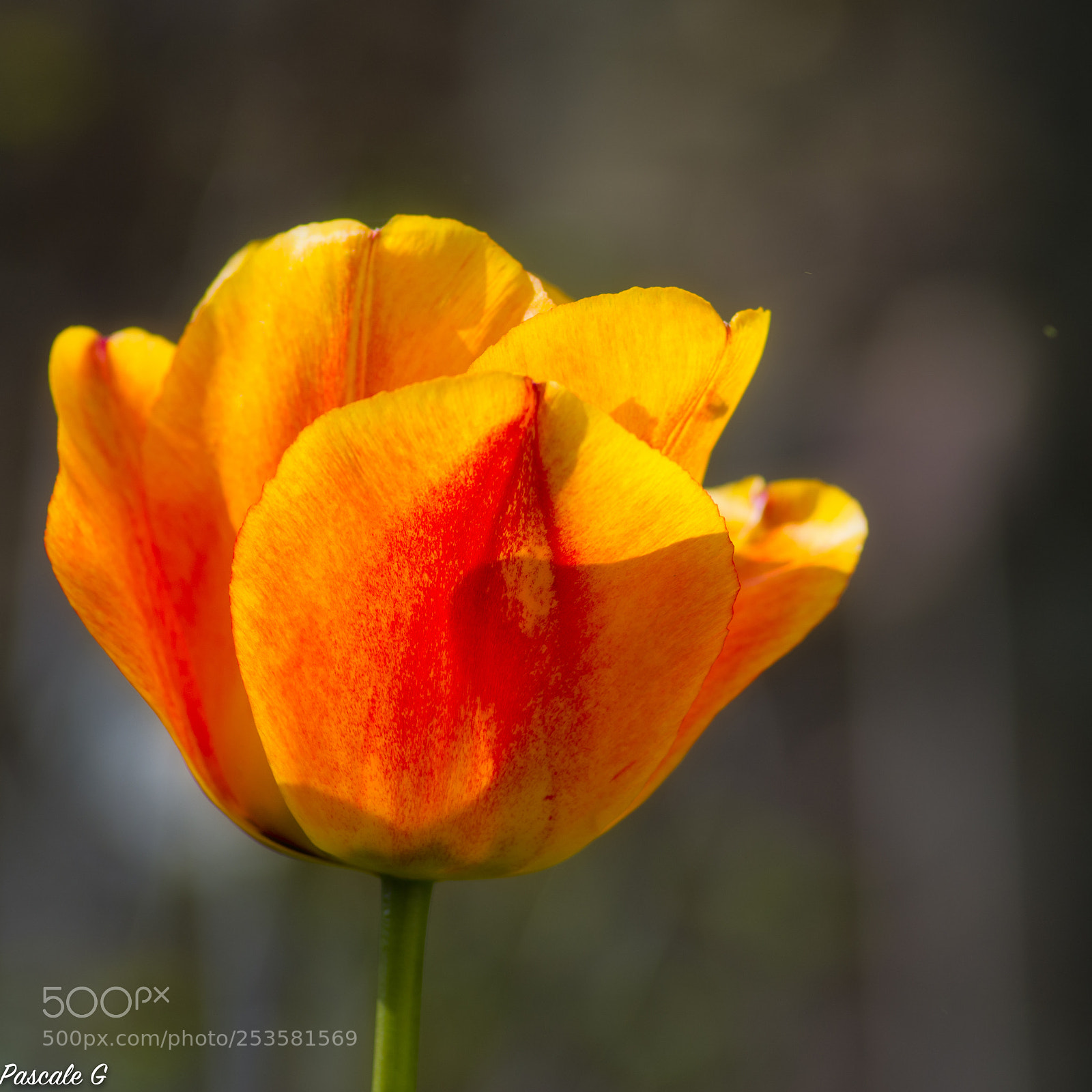 Nikon D7100 sample photo. Spring is coming photography