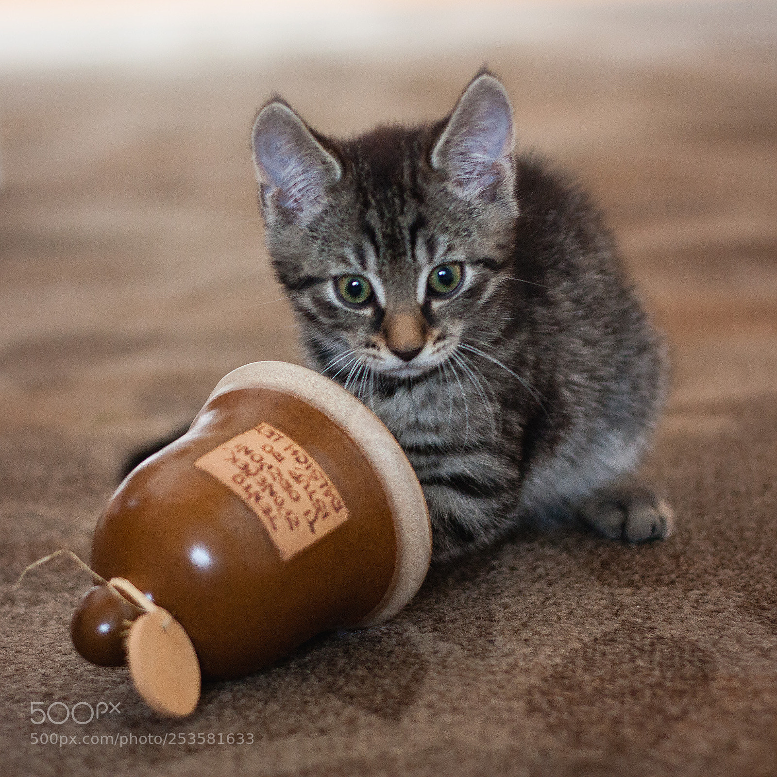 Canon EOS 450D (EOS Rebel XSi / EOS Kiss X2) sample photo. Kitten and bell photography