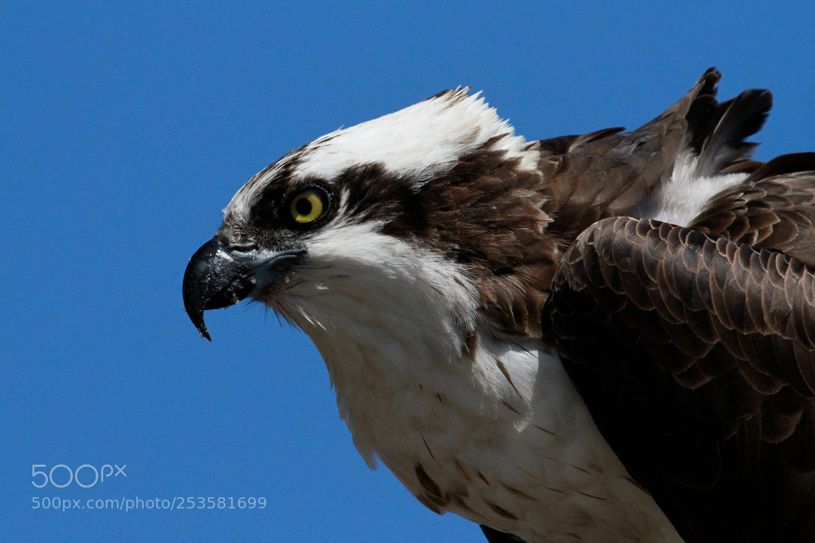 Canon EOS 7D sample photo. Osprey photography