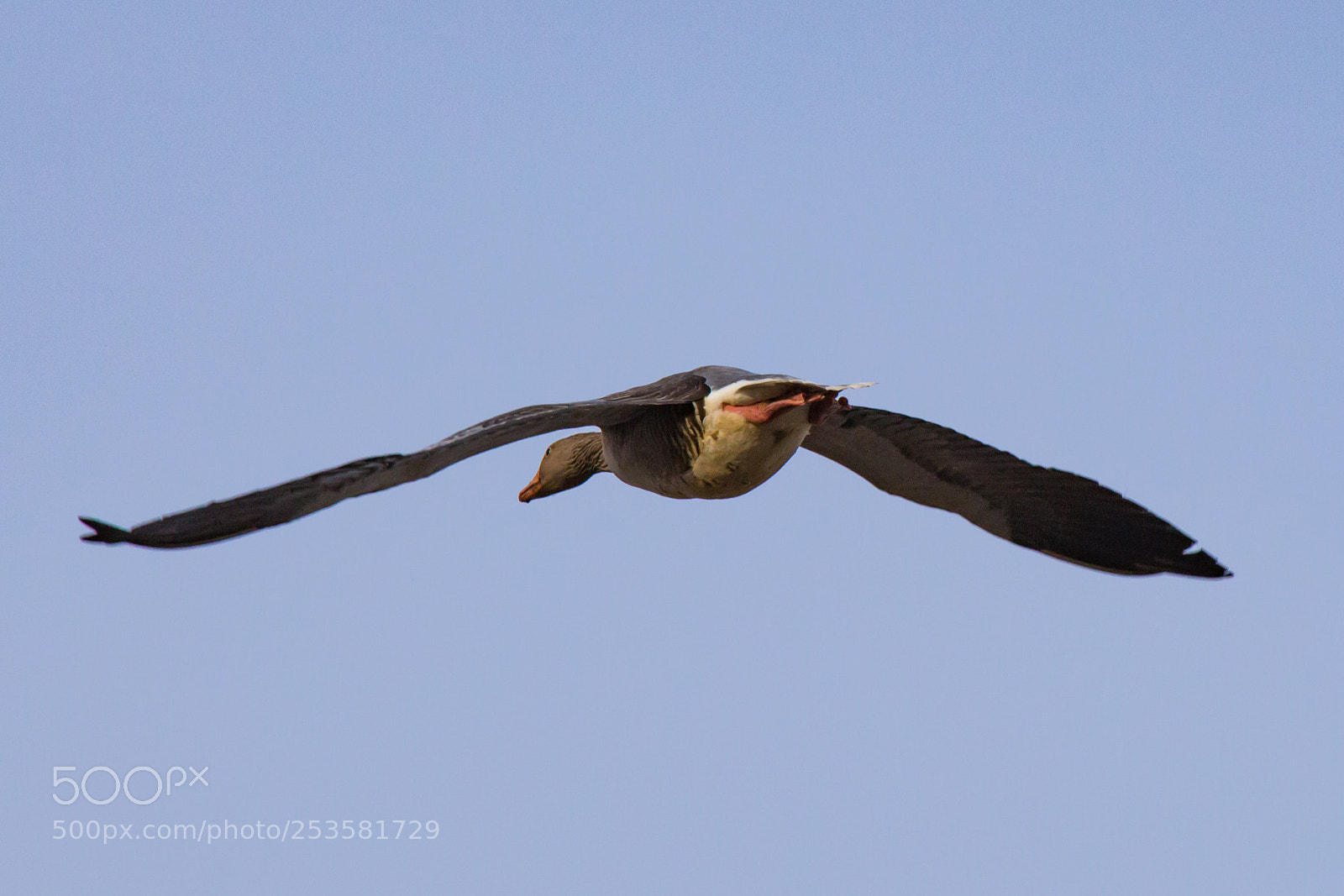 Canon EOS 700D (EOS Rebel T5i / EOS Kiss X7i) sample photo. Alone crane photography