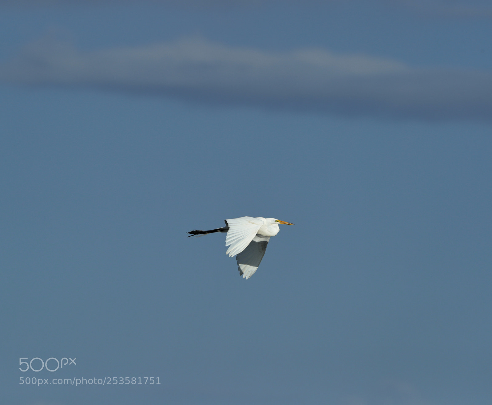 Canon EOS-1D X Mark II sample photo. 04-14-18-0012352.jpg photography