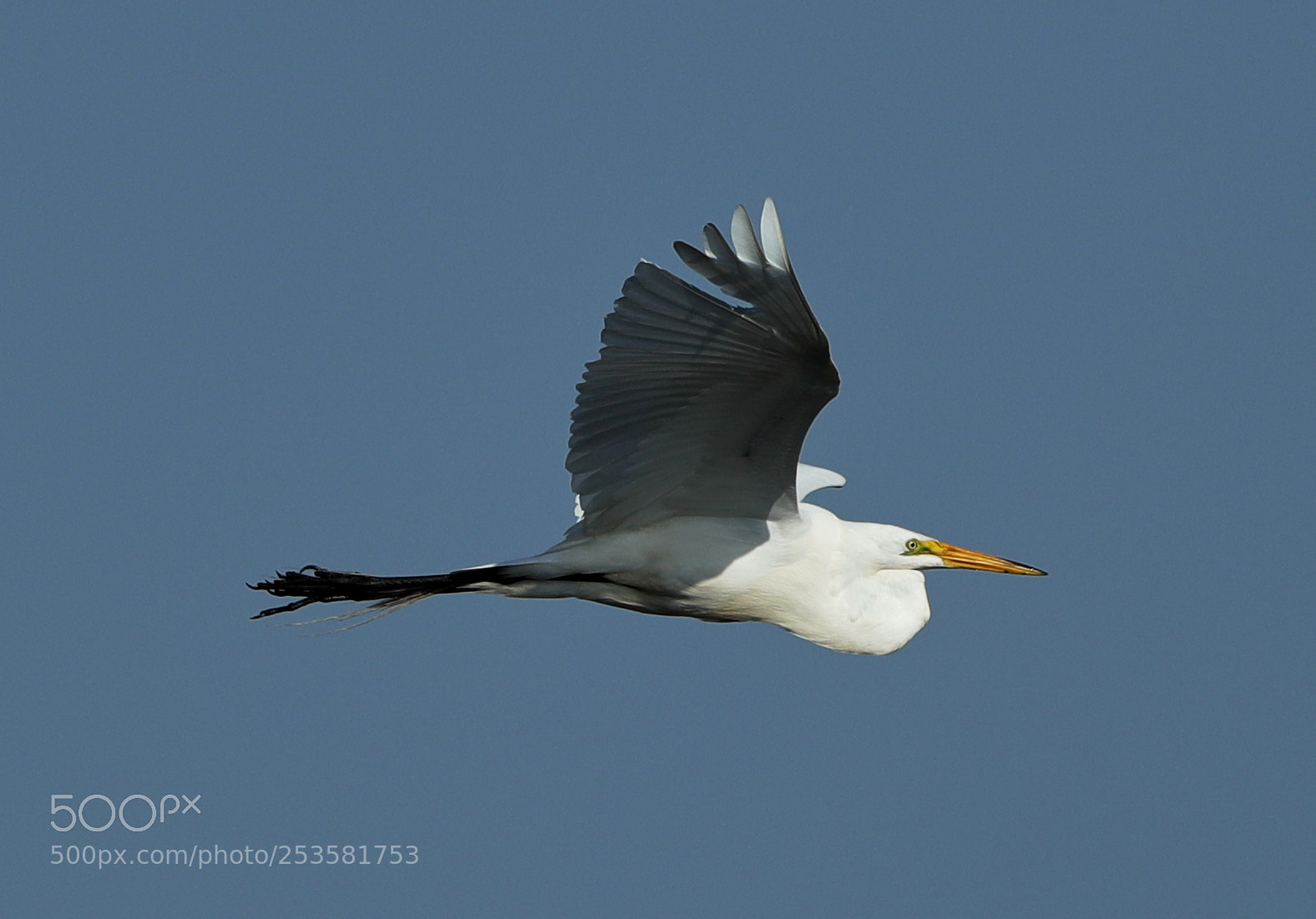 Canon EOS-1D X Mark II sample photo. 04-14-18-0012351.jpg photography