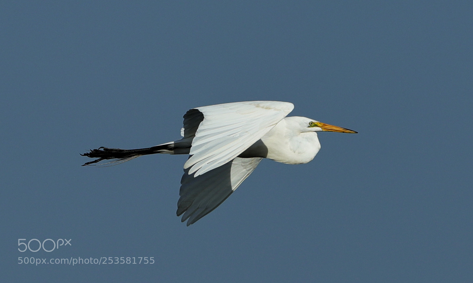 Canon EOS-1D X Mark II sample photo. 04-14-18-0012350.jpg photography