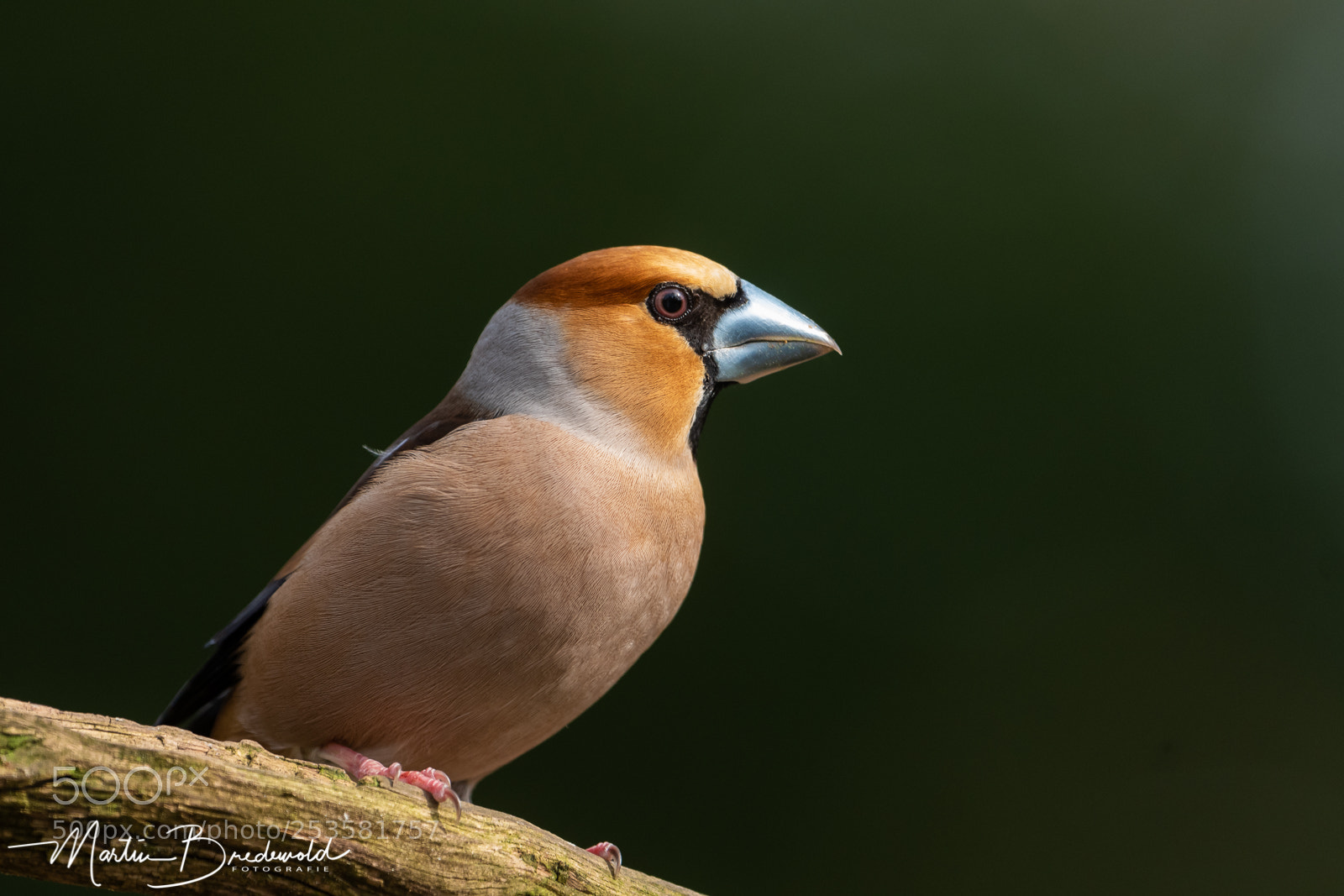 Nikon D500 sample photo. Hawfinch - appelvink photography