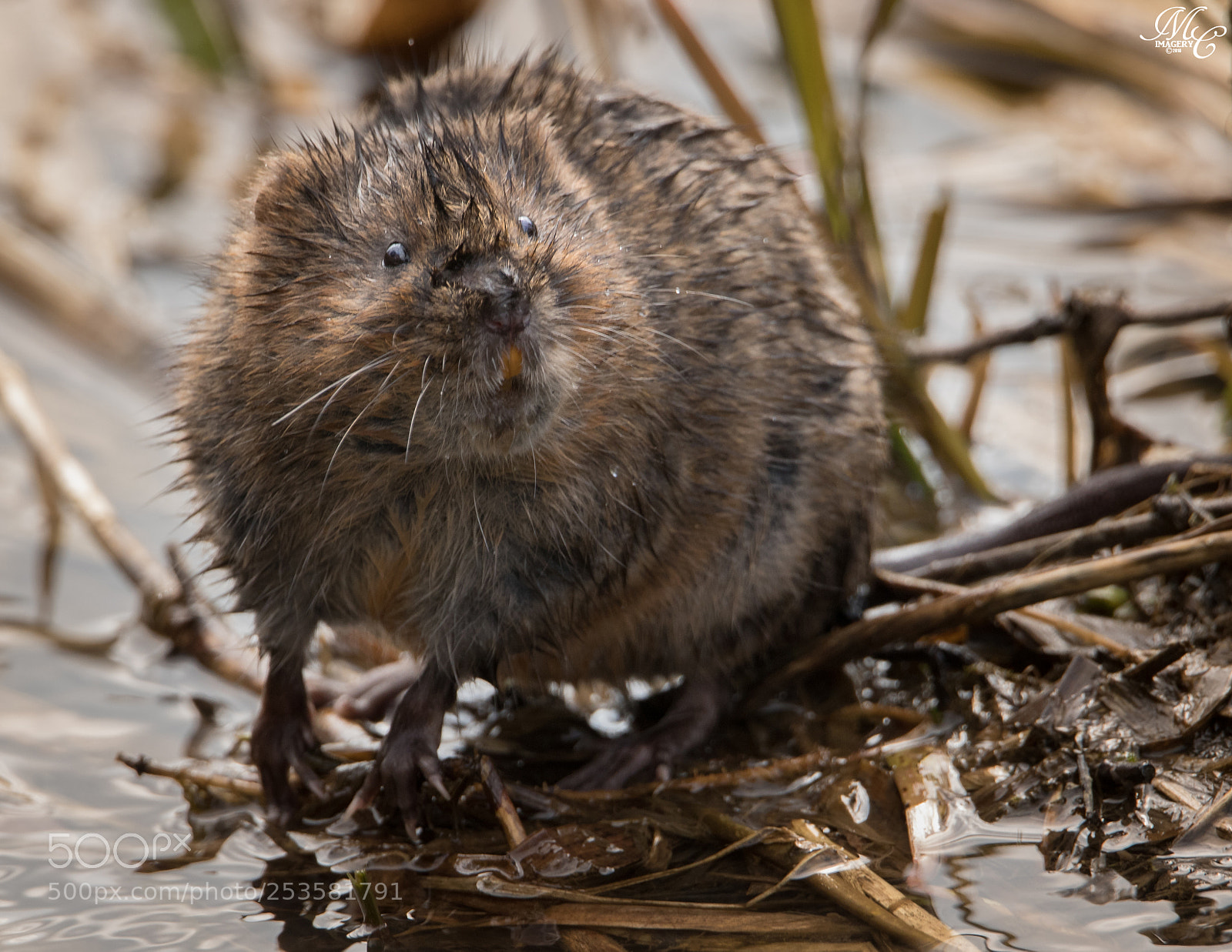 Canon EOS 7D Mark II sample photo. Watervole photography