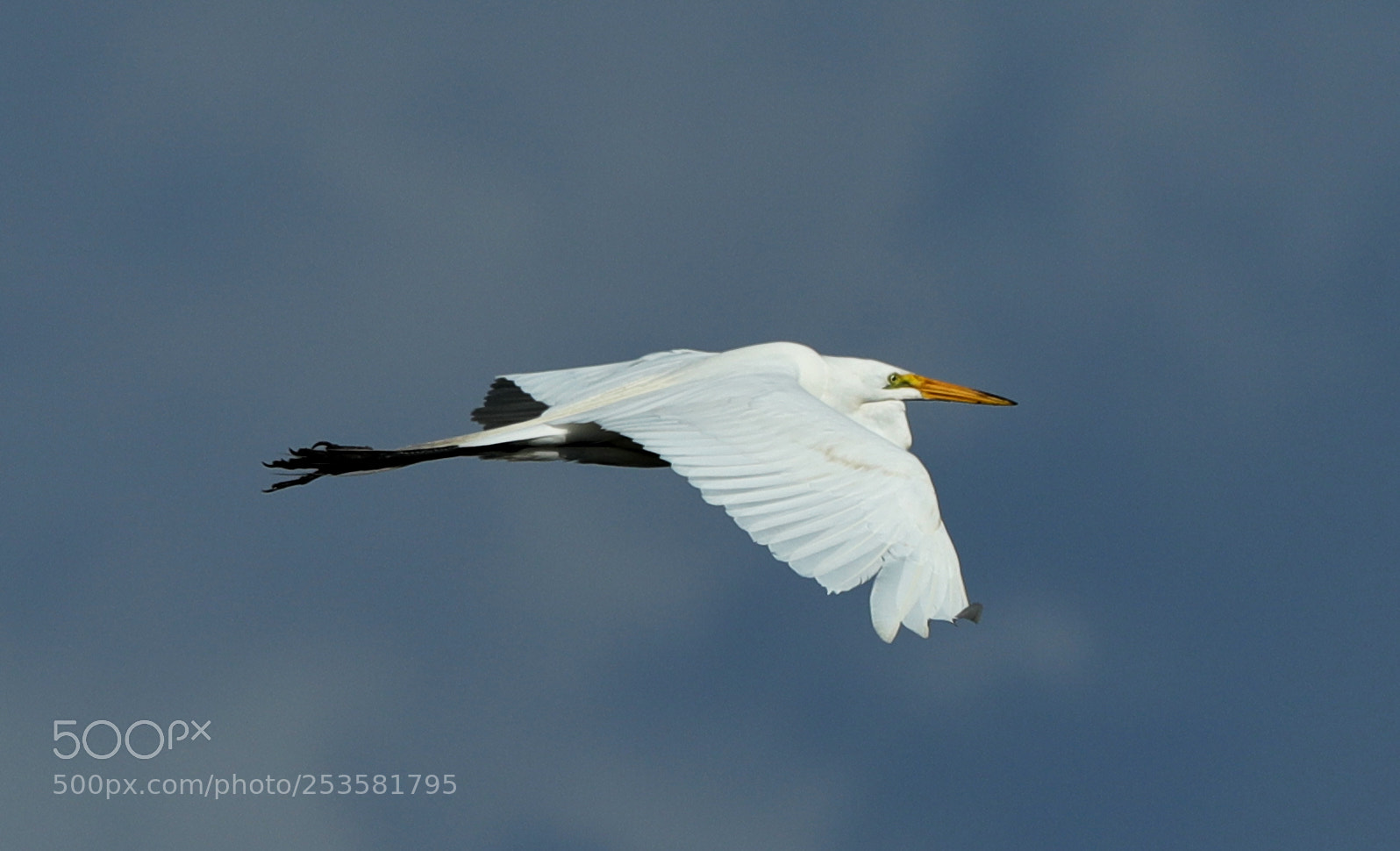 Canon EOS-1D X Mark II sample photo. 04-14-18-0012349.jpg photography