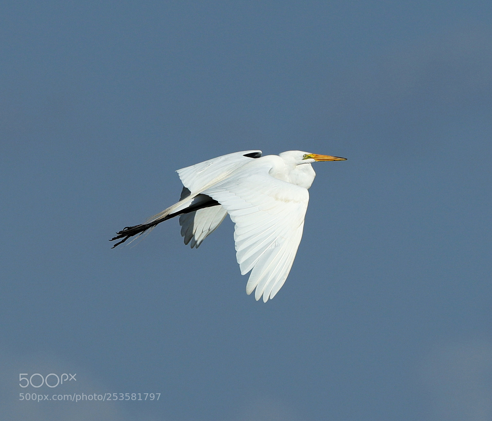 Canon EOS-1D X Mark II sample photo. 04-14-18-0012348.jpg photography