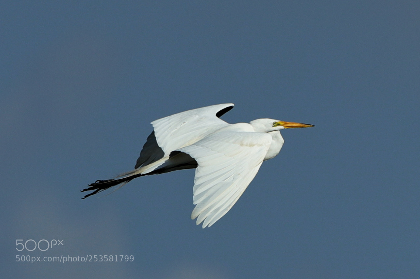 Canon EOS-1D X Mark II sample photo. 04-14-18-0012346.jpg photography