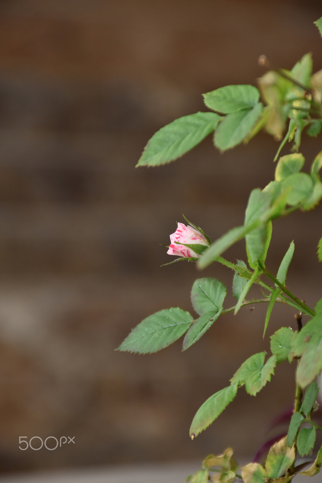 Nikon D5600 sample photo. Rose bud photography