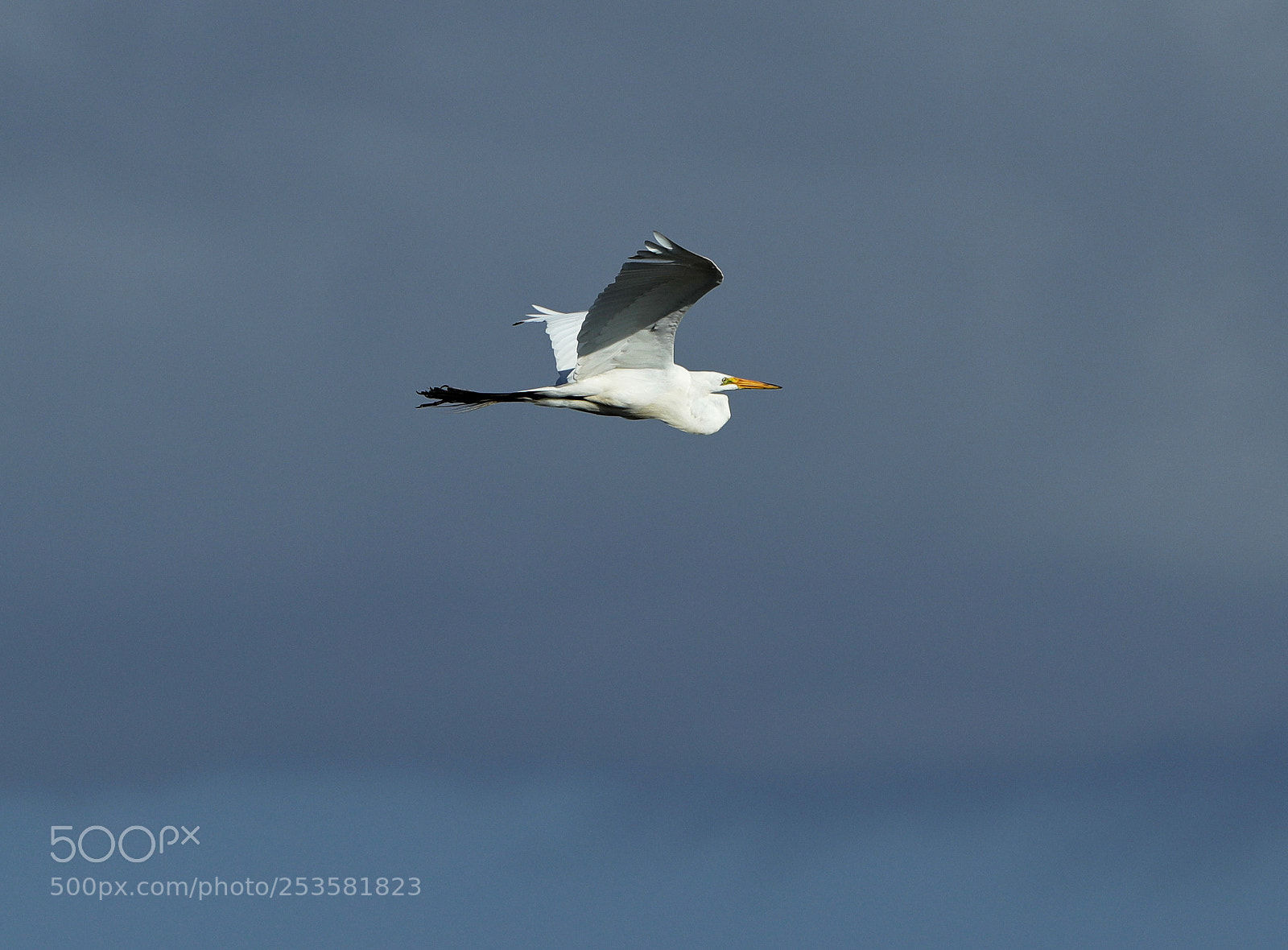Canon EOS-1D X Mark II sample photo. 04-14-18-0012344.jpg photography