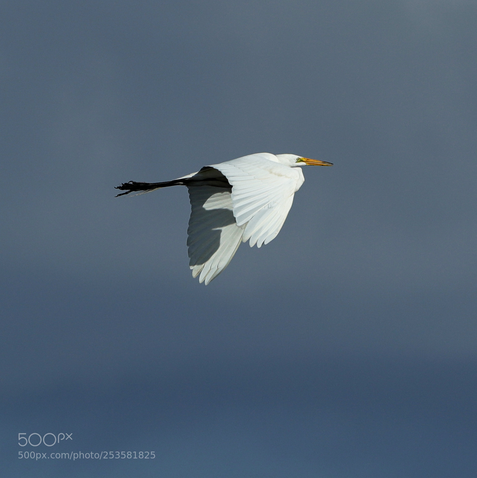 Canon EOS-1D X Mark II sample photo. 04-14-18-0012343.jpg photography