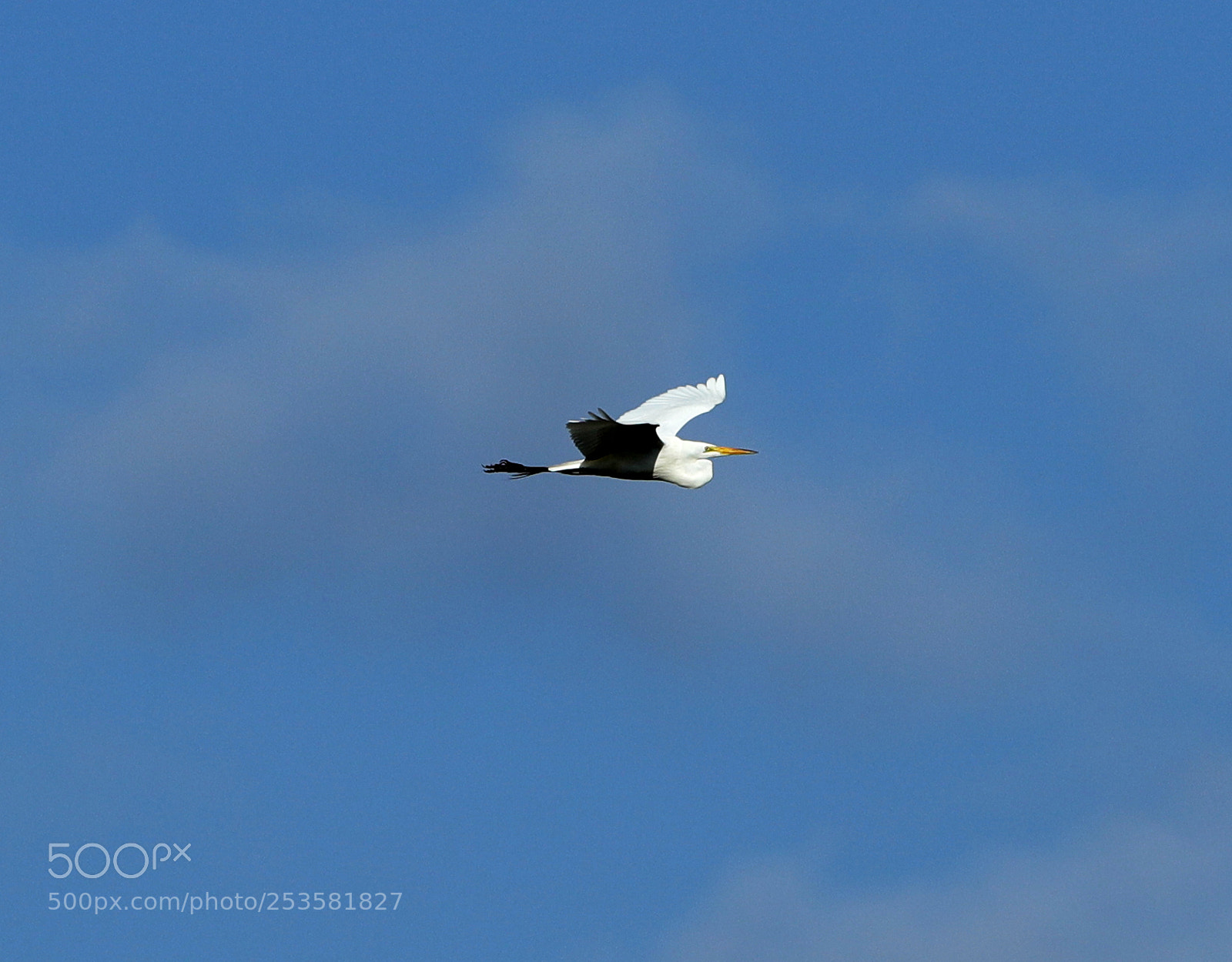 Canon EOS-1D X Mark II sample photo. 04-14-18-0012342.jpg photography