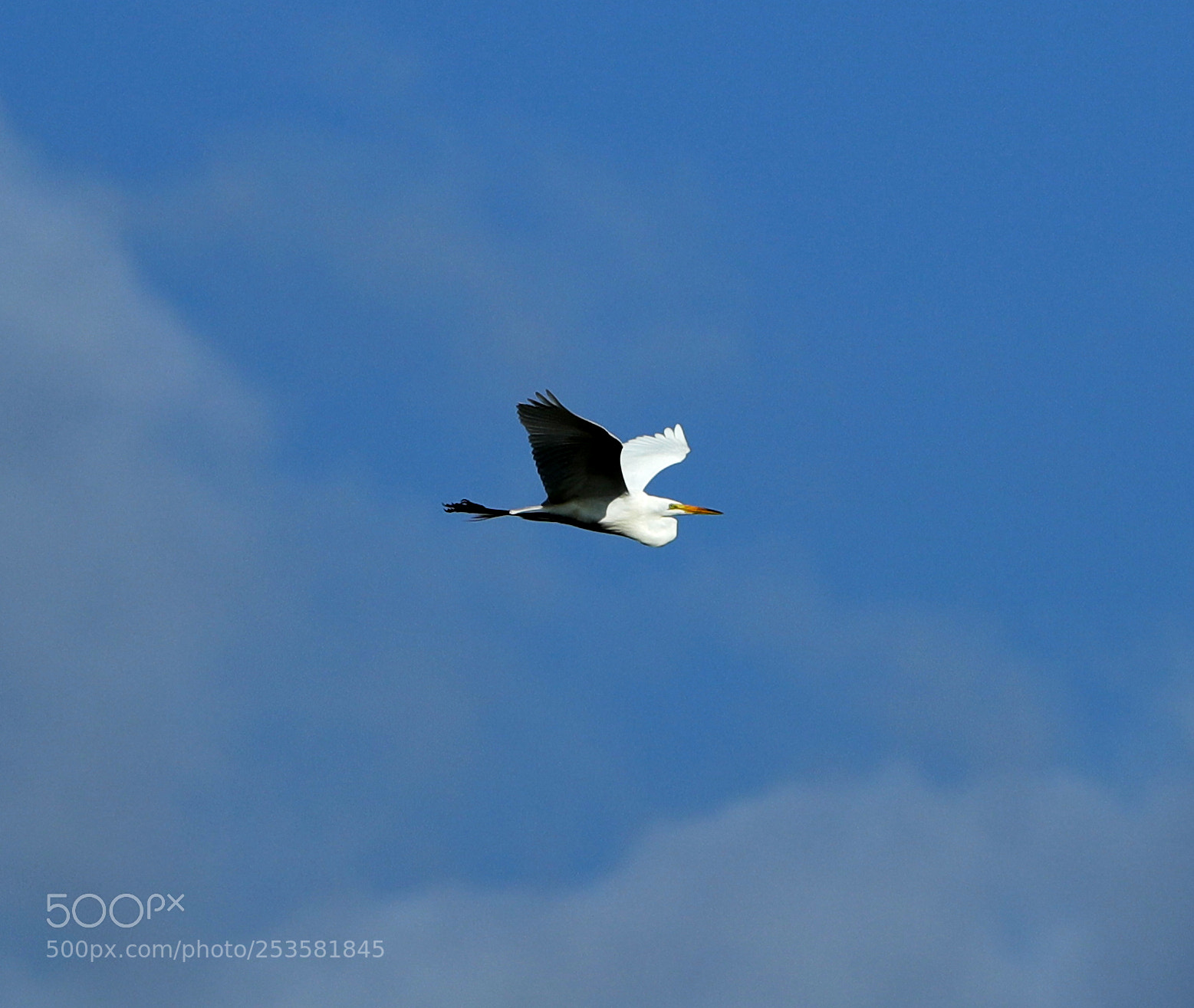 Canon EOS-1D X Mark II sample photo. 04-14-18-0012341.jpg photography
