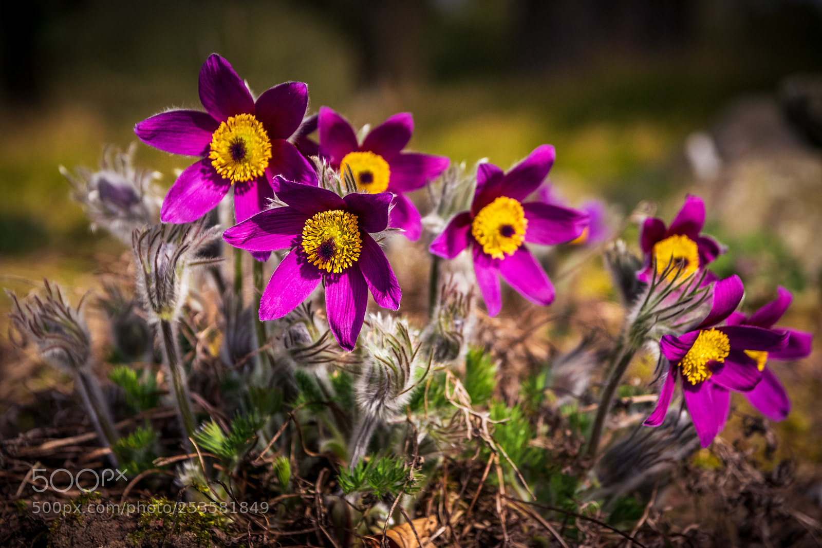 Nikon D5300 sample photo. Flowers in the spring photography