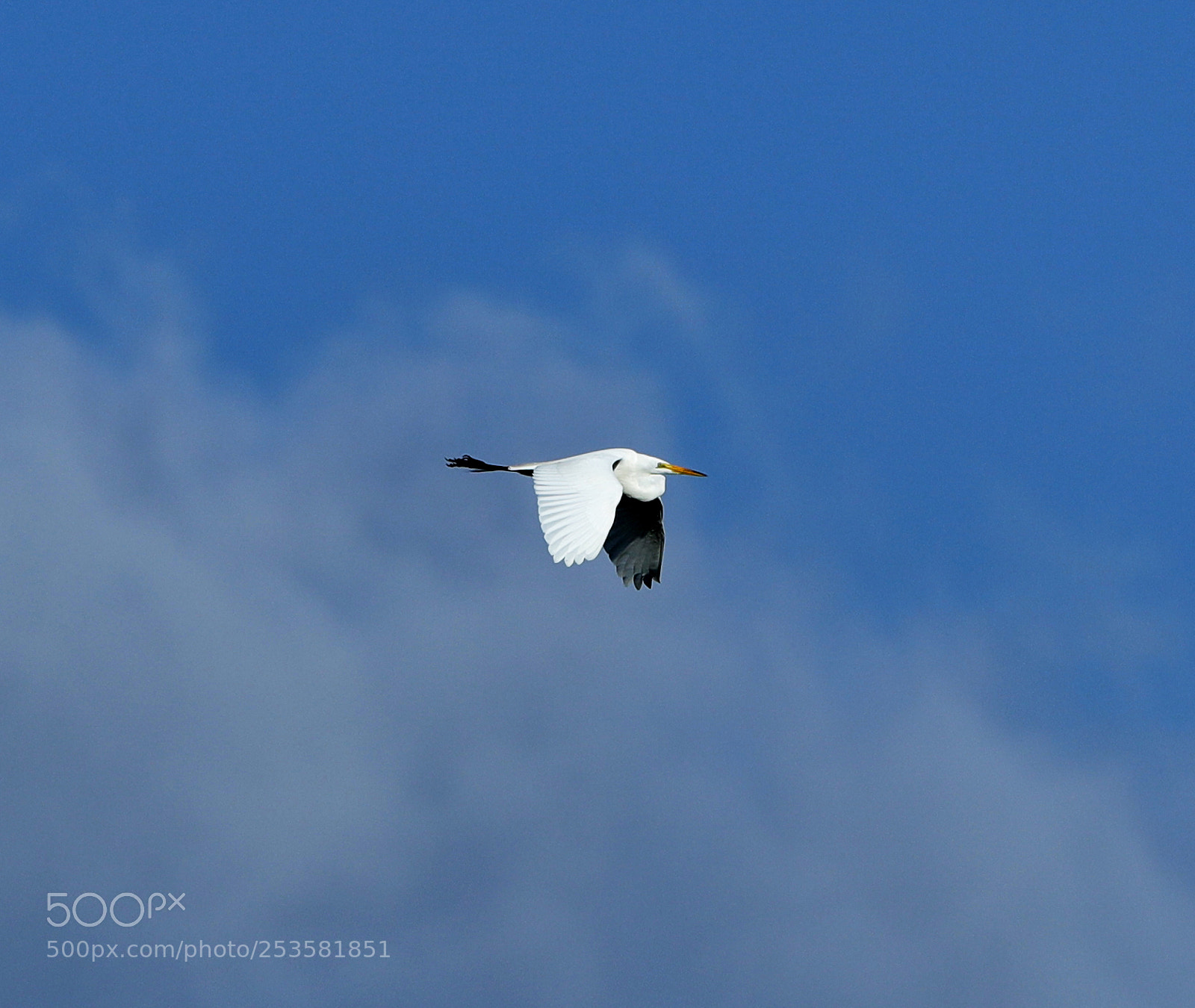 Canon EOS-1D X Mark II sample photo. 04-14-18-0012340.jpg photography