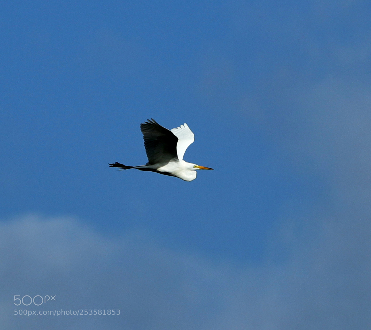 Canon EOS-1D X Mark II sample photo. 04-14-18-0012339.jpg photography