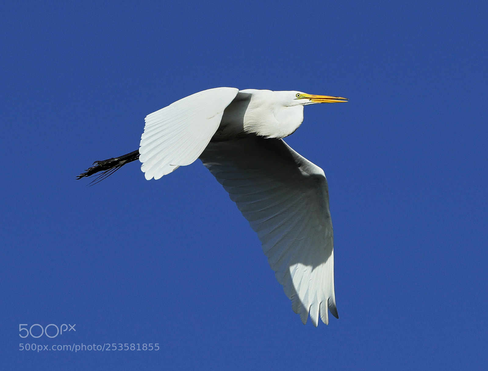 Canon EOS-1D X Mark II sample photo. 04-14-18-0012338.jpg photography