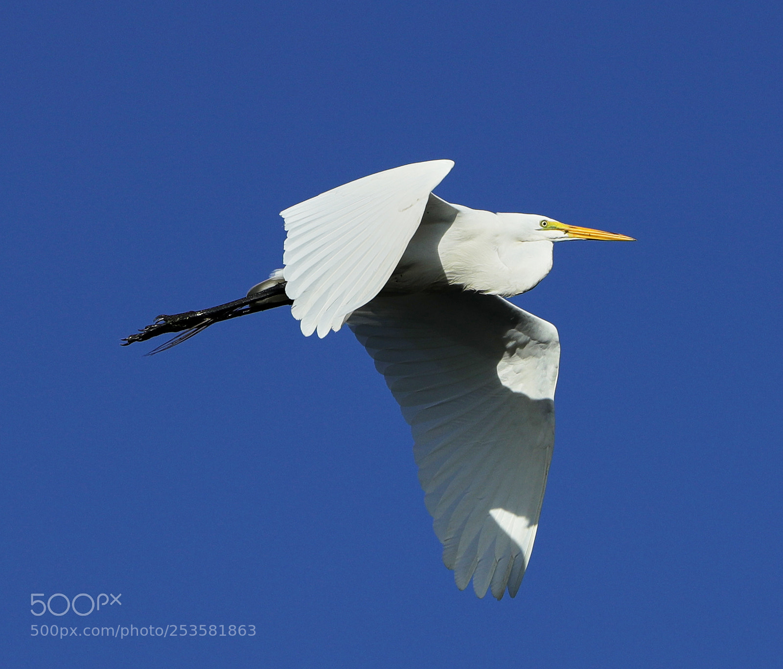 Canon EOS-1D X Mark II sample photo. 04-14-18-0012336.jpg photography