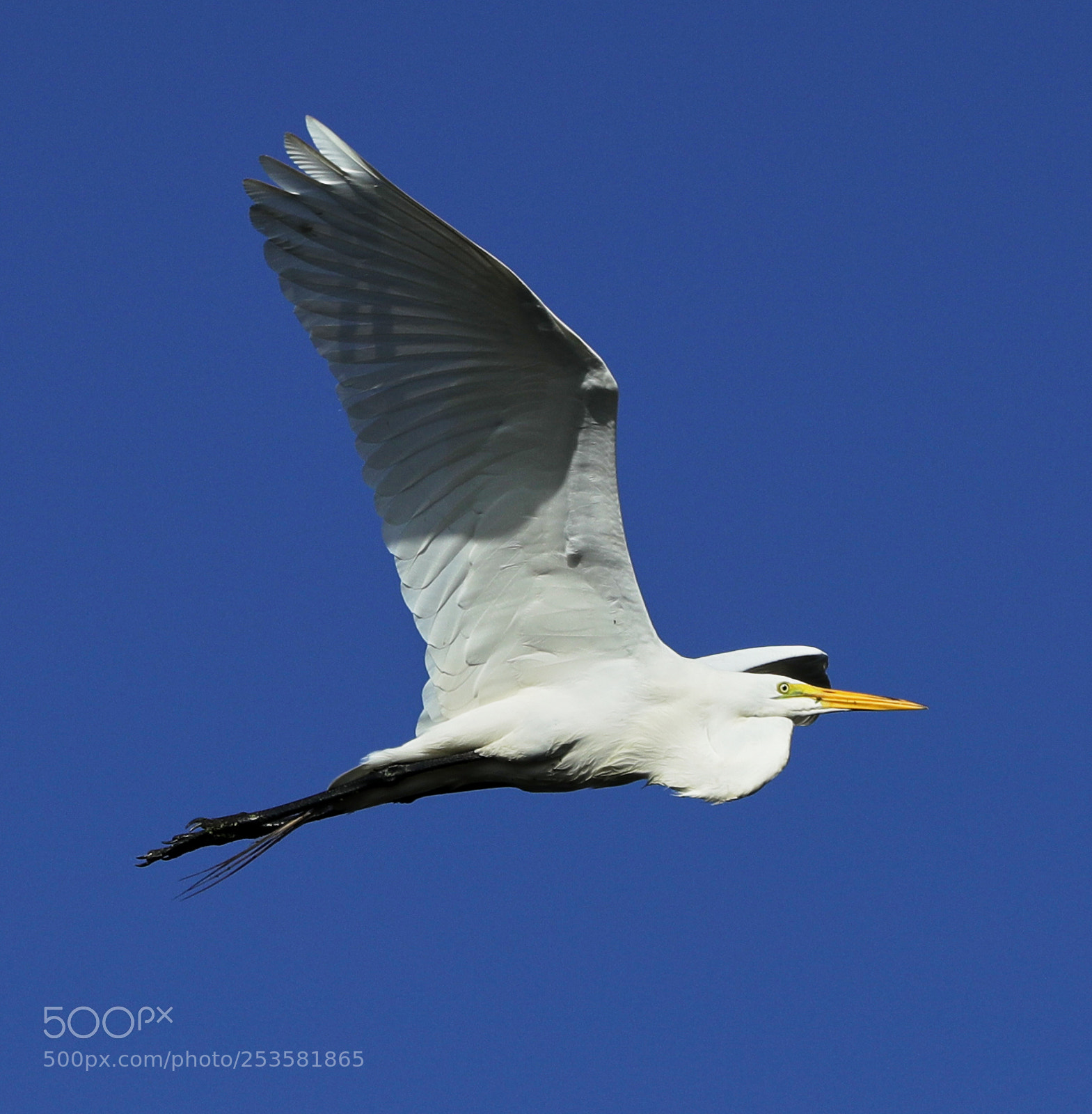 Canon EOS-1D X Mark II sample photo. 04-14-18-0012337.jpg photography