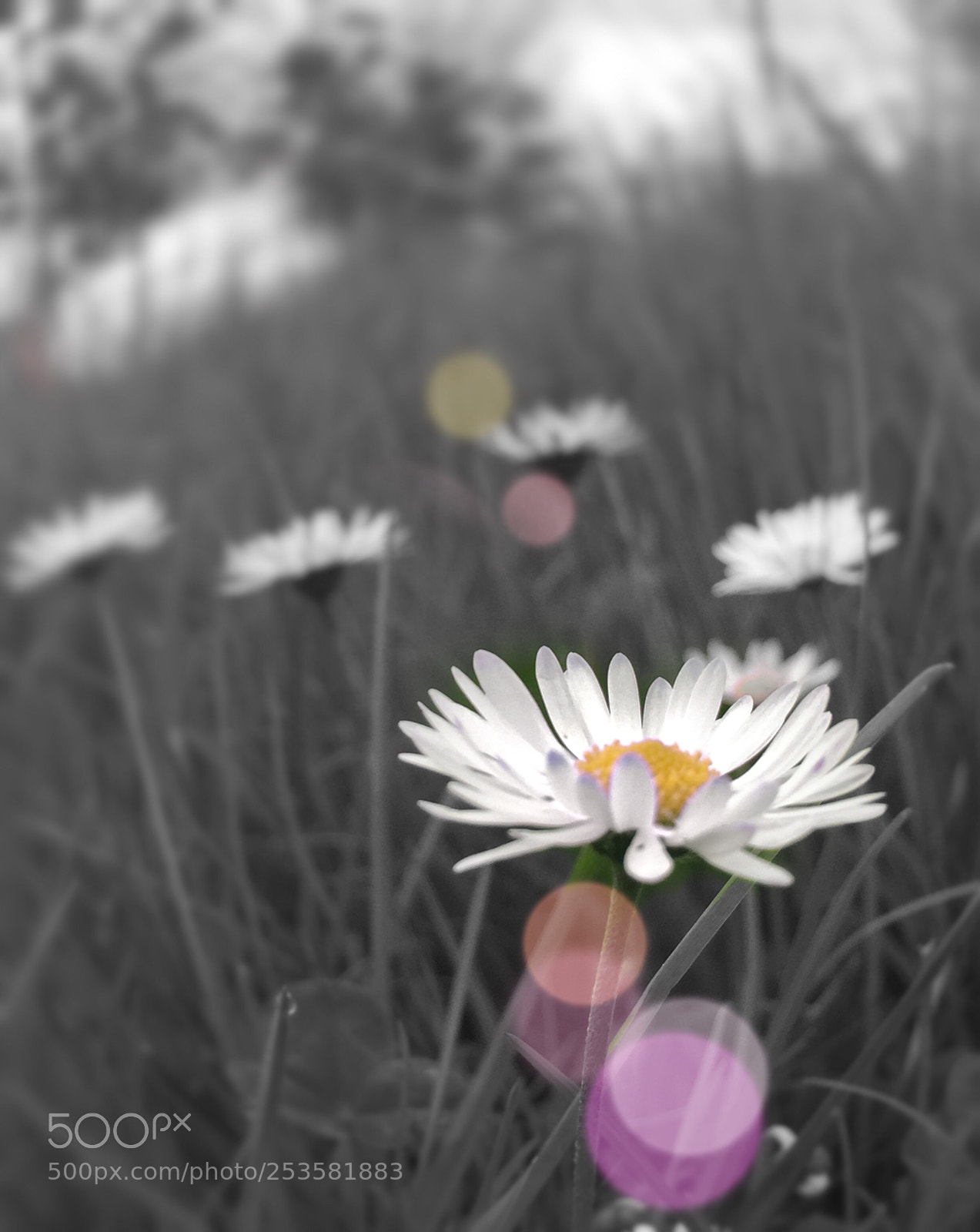Apple iPhone 6 sample photo. Wild flowers  photography