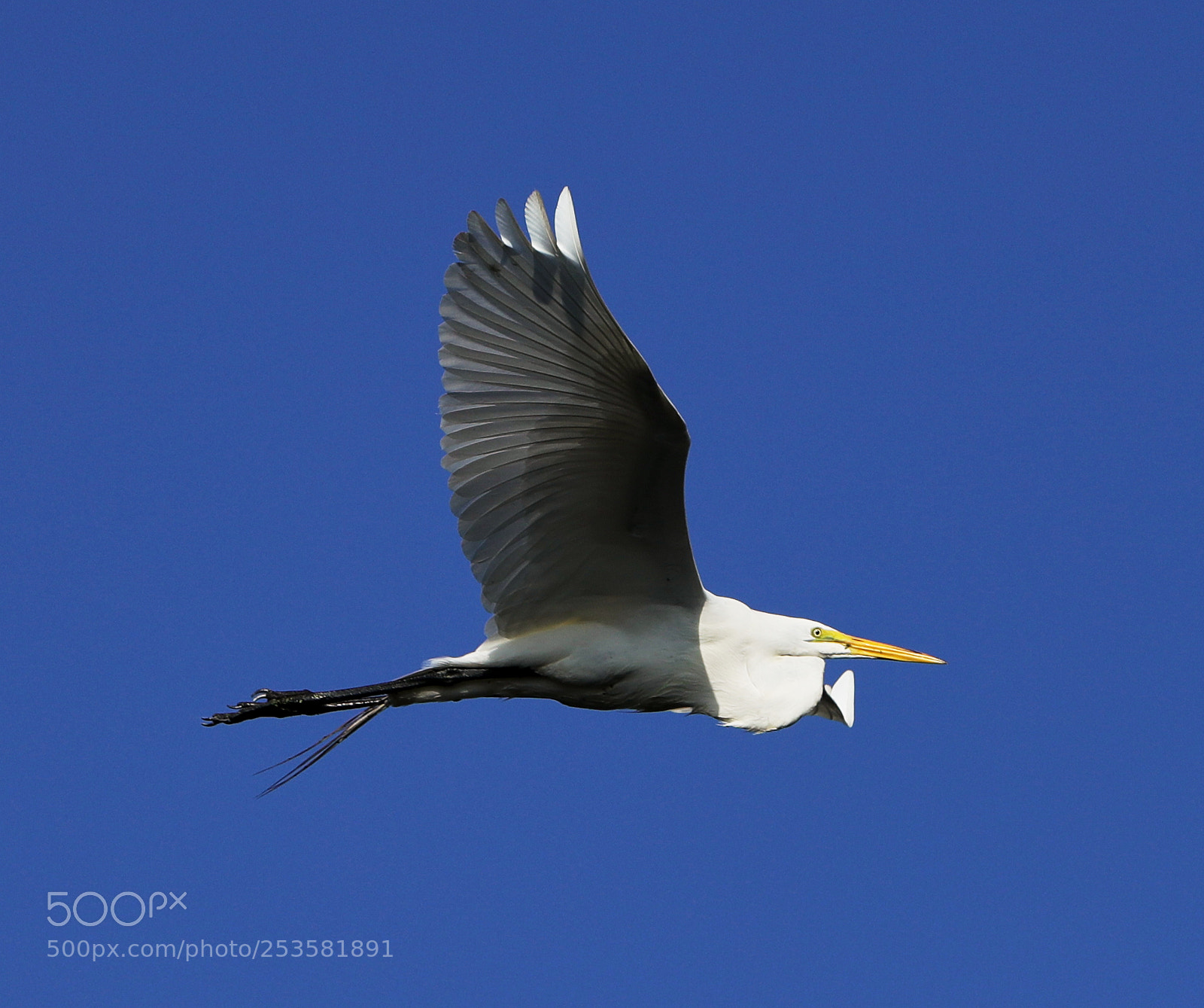 Canon EOS-1D X Mark II sample photo. 04-14-18-0012335.jpg photography