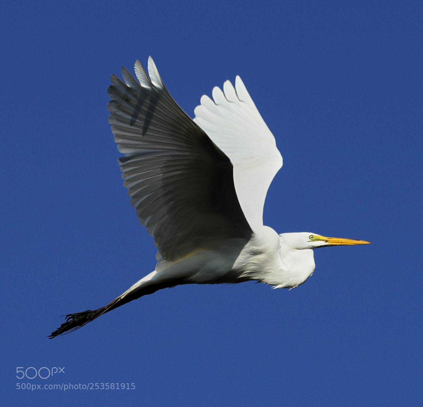 Canon EOS-1D X Mark II sample photo. 04-14-18-0012334.jpg photography